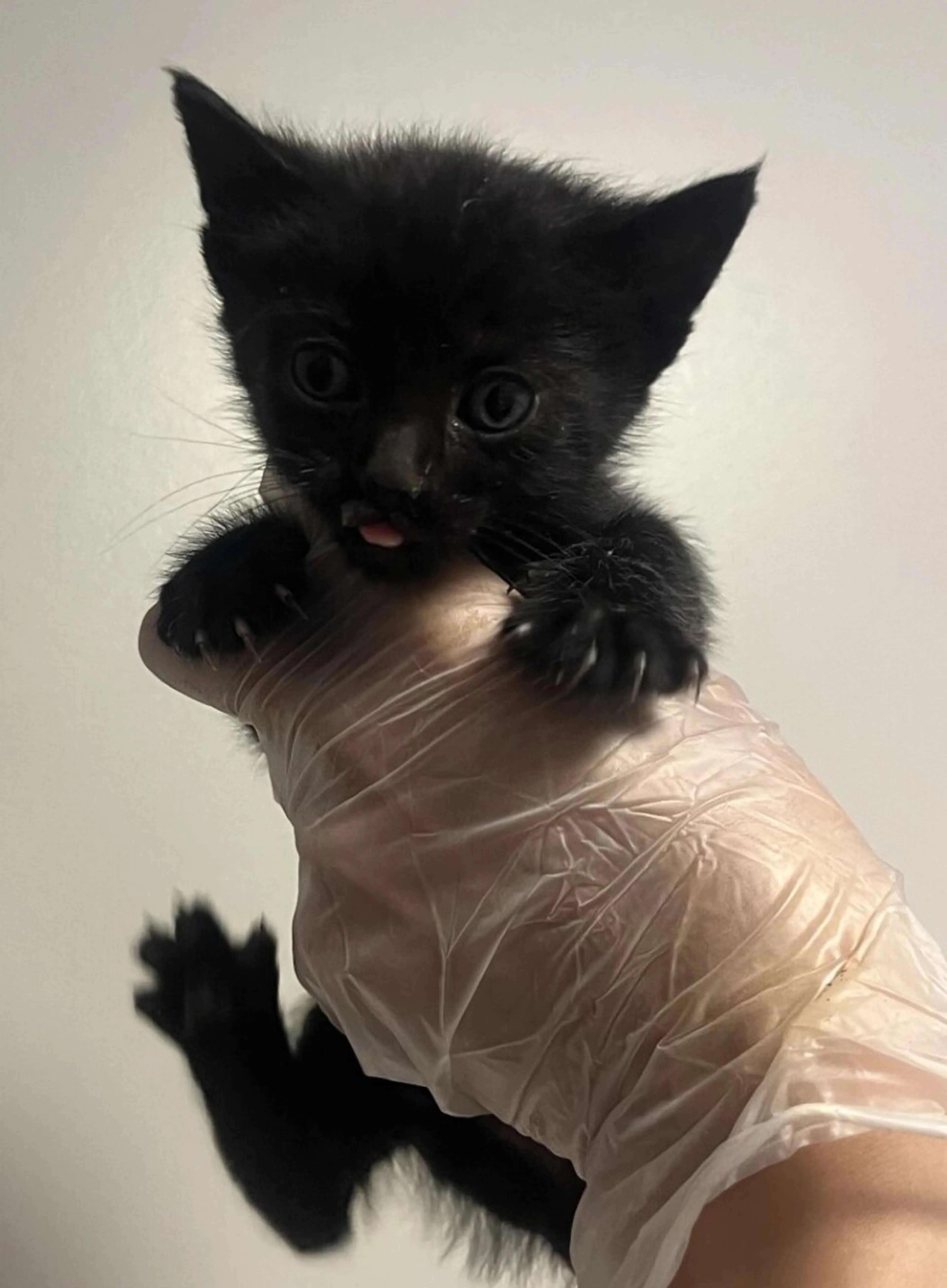 Found pet