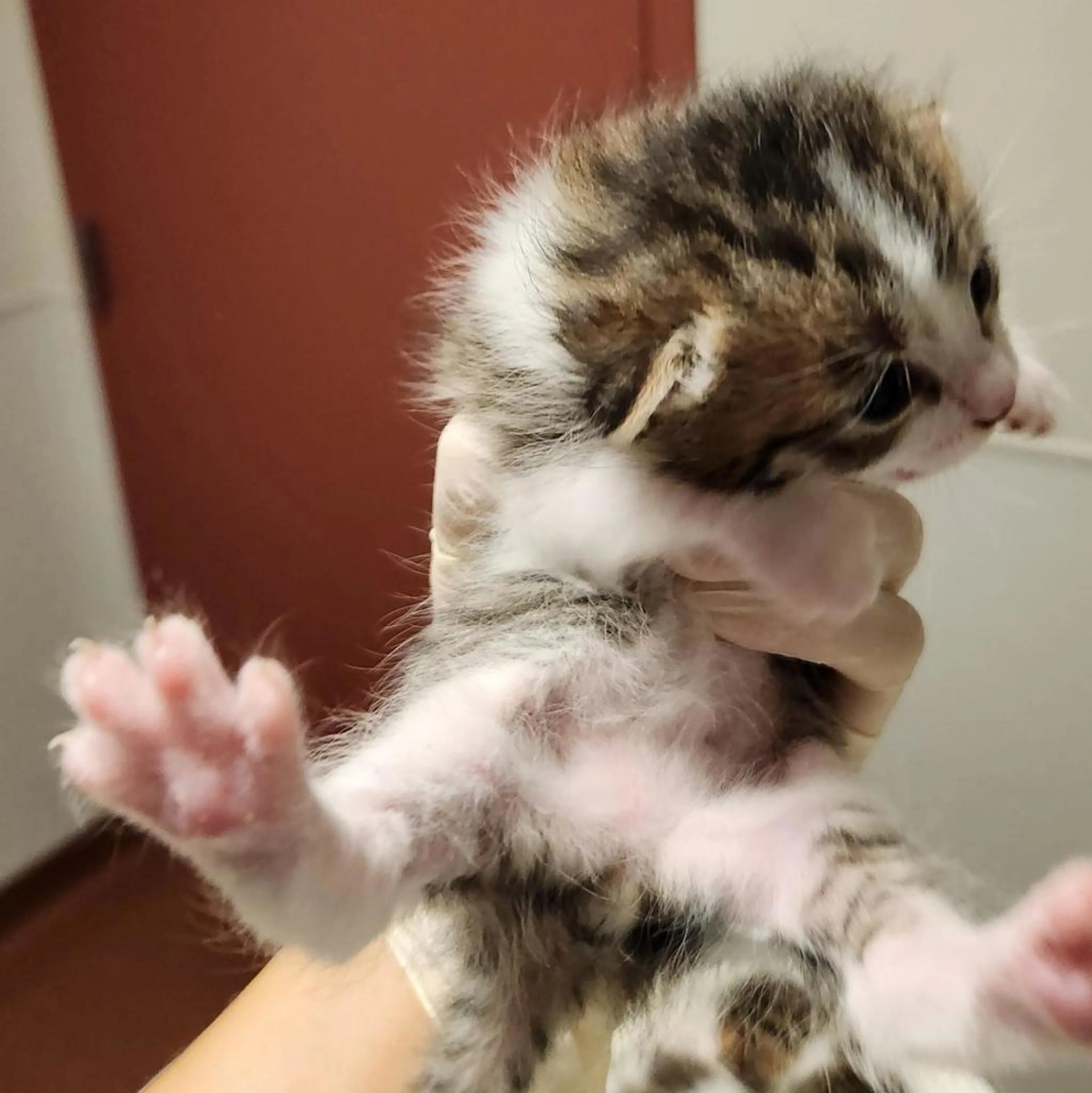 Found pet