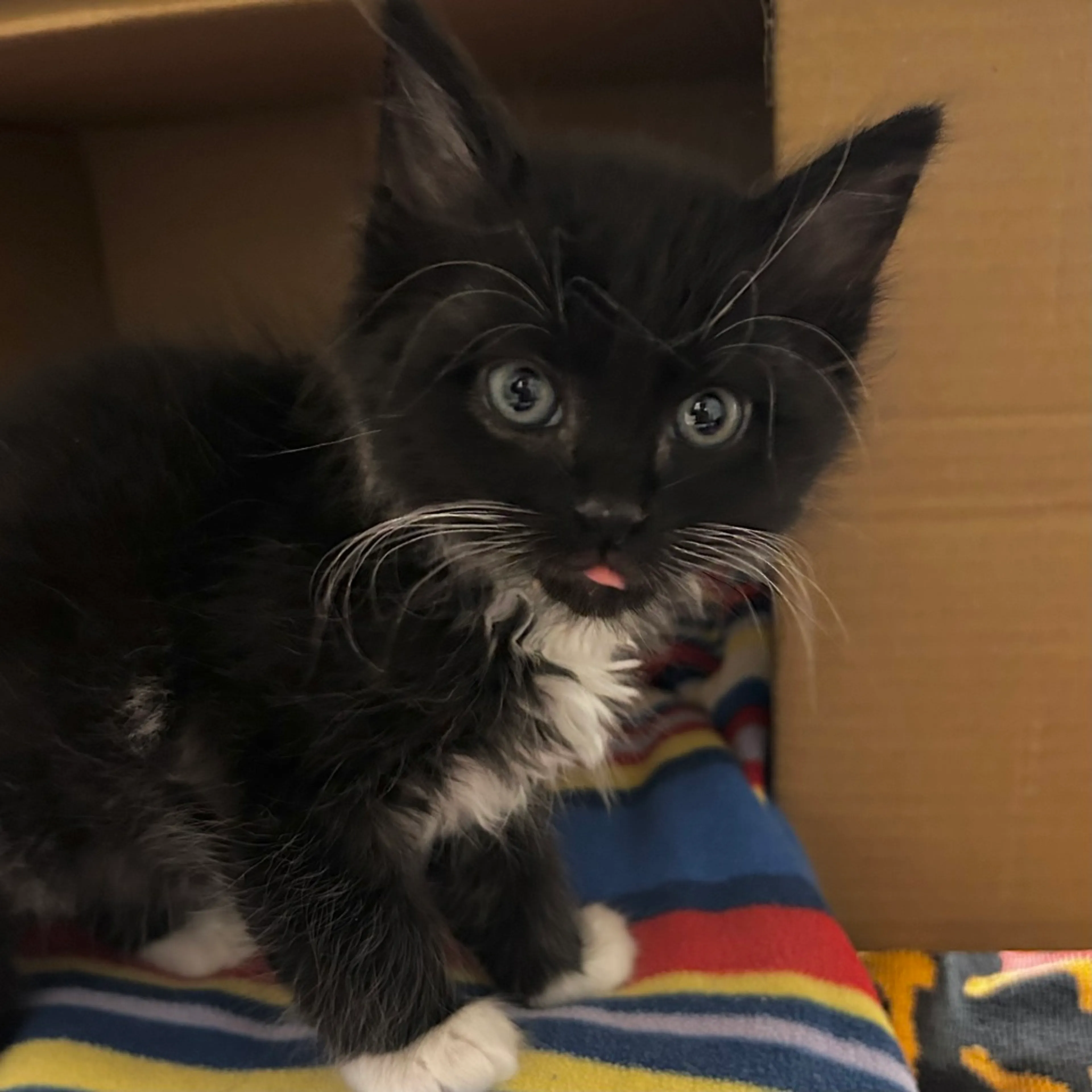 Found pet