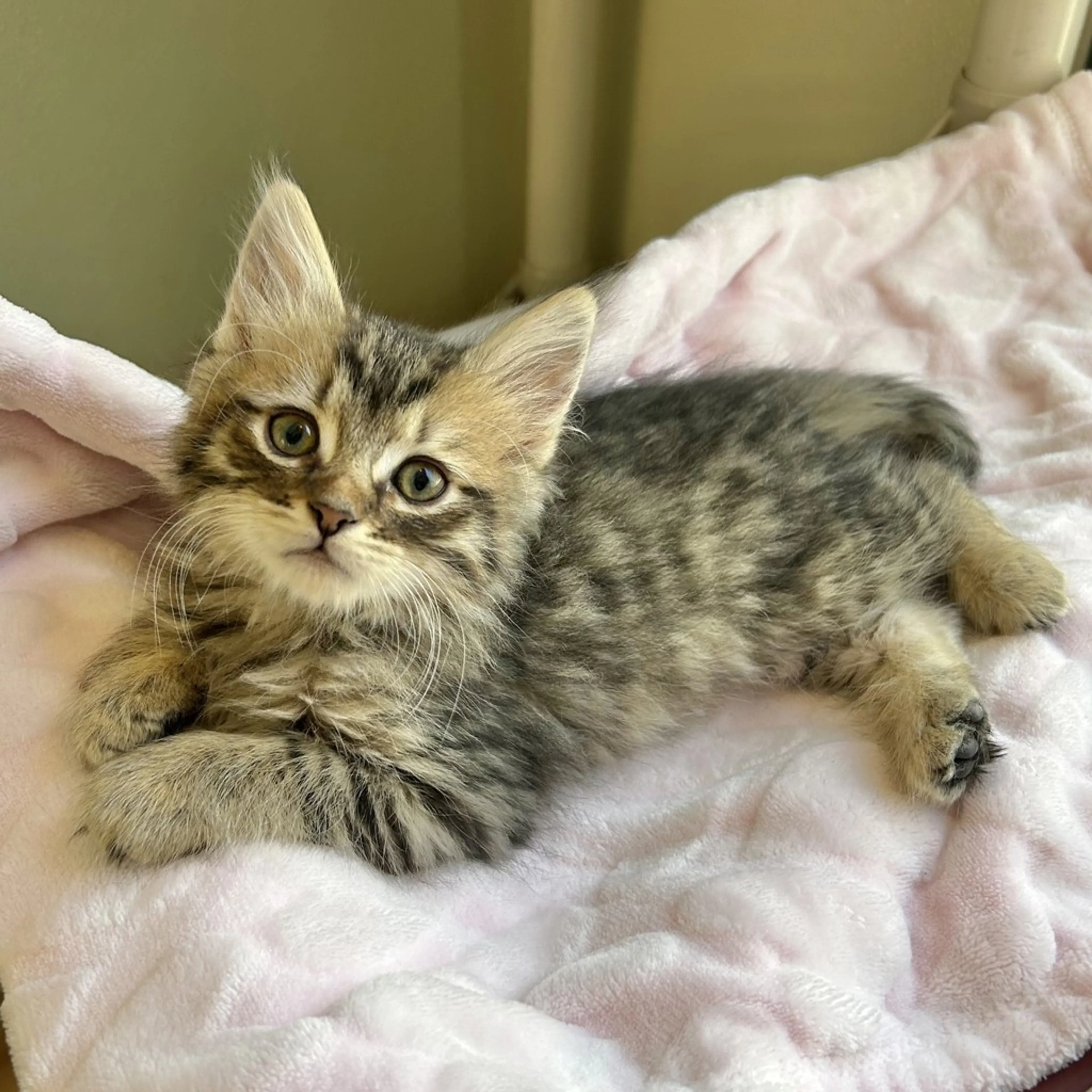 Found pet