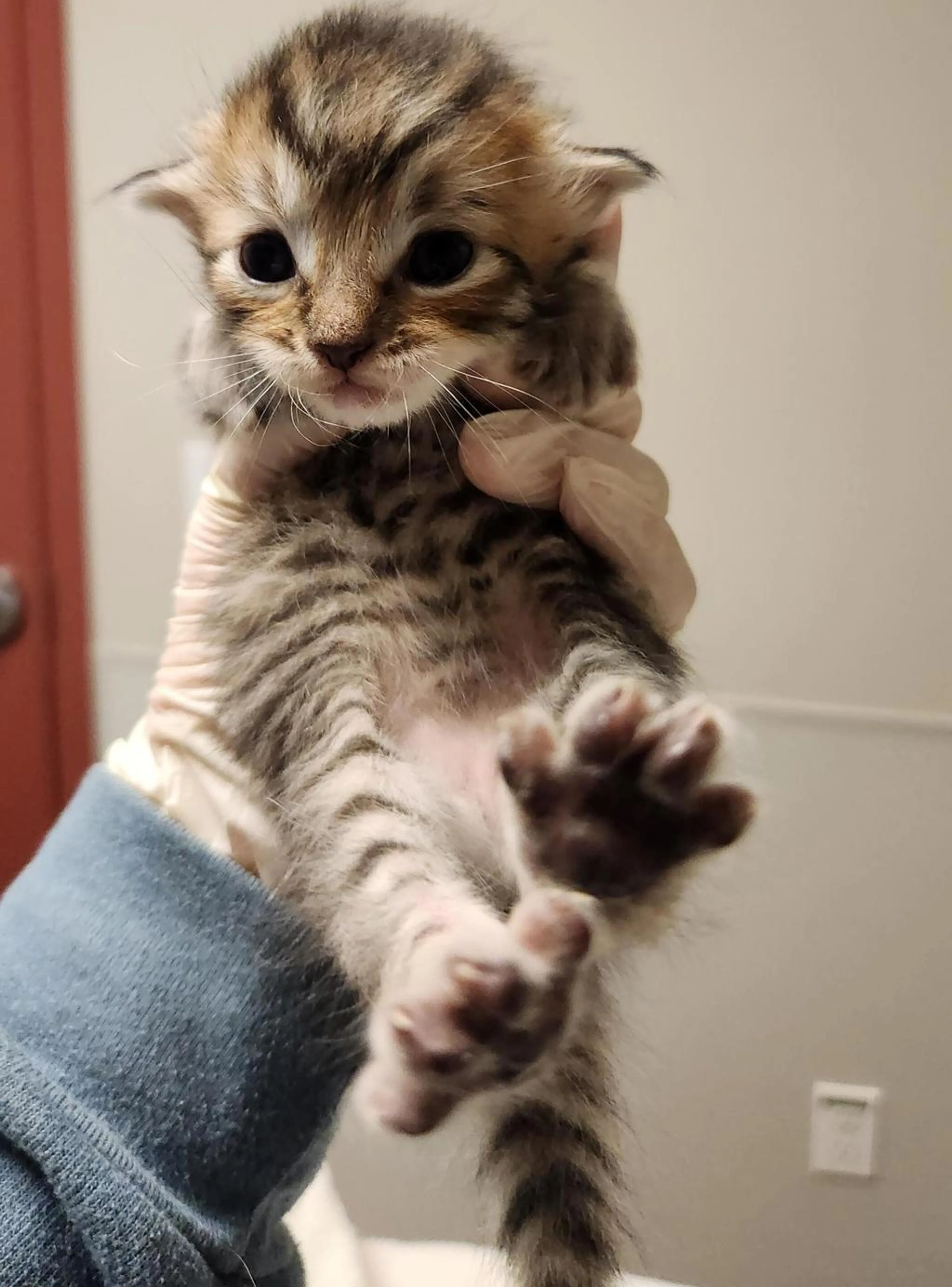 Found pet
