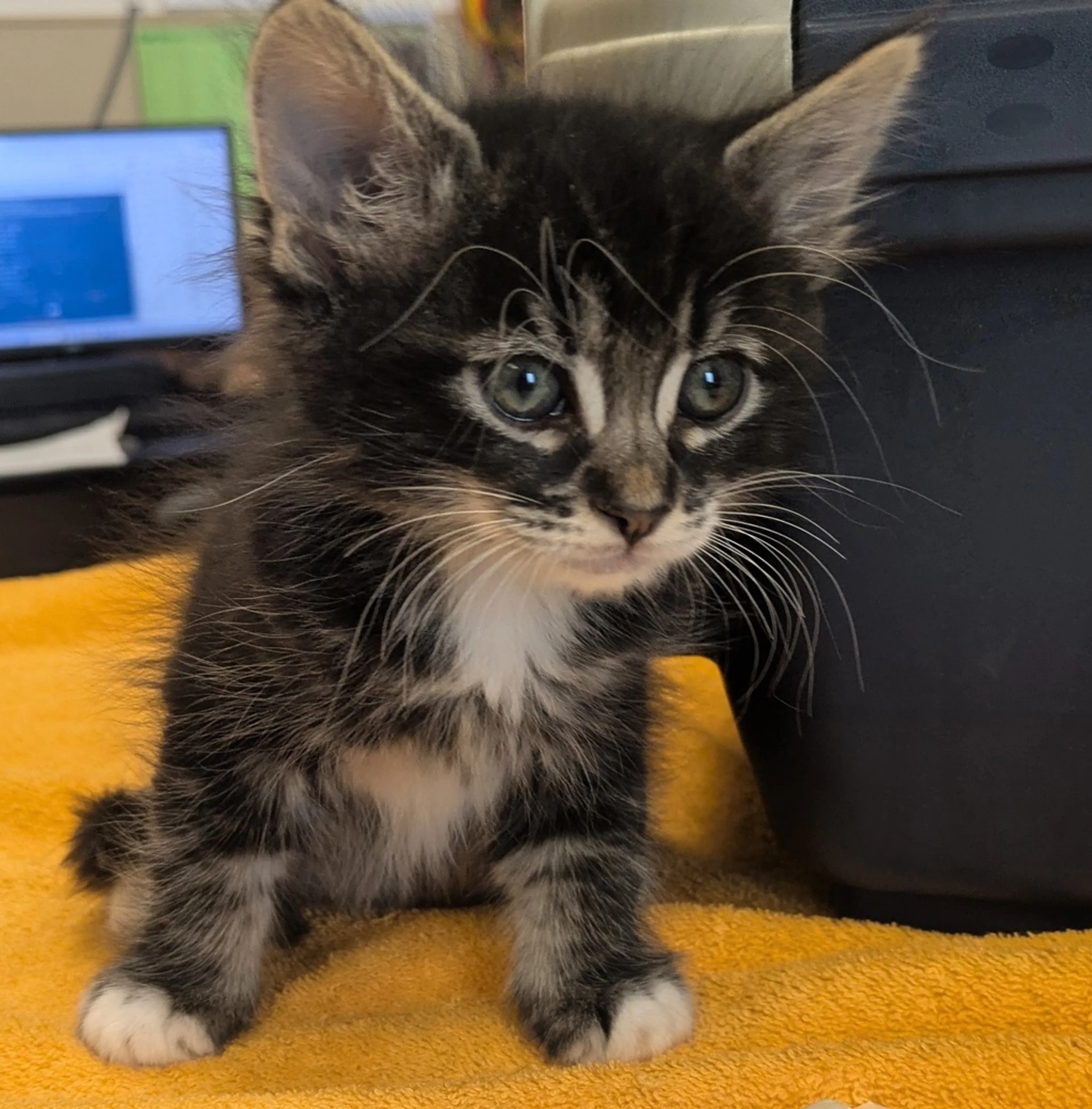 Found pet