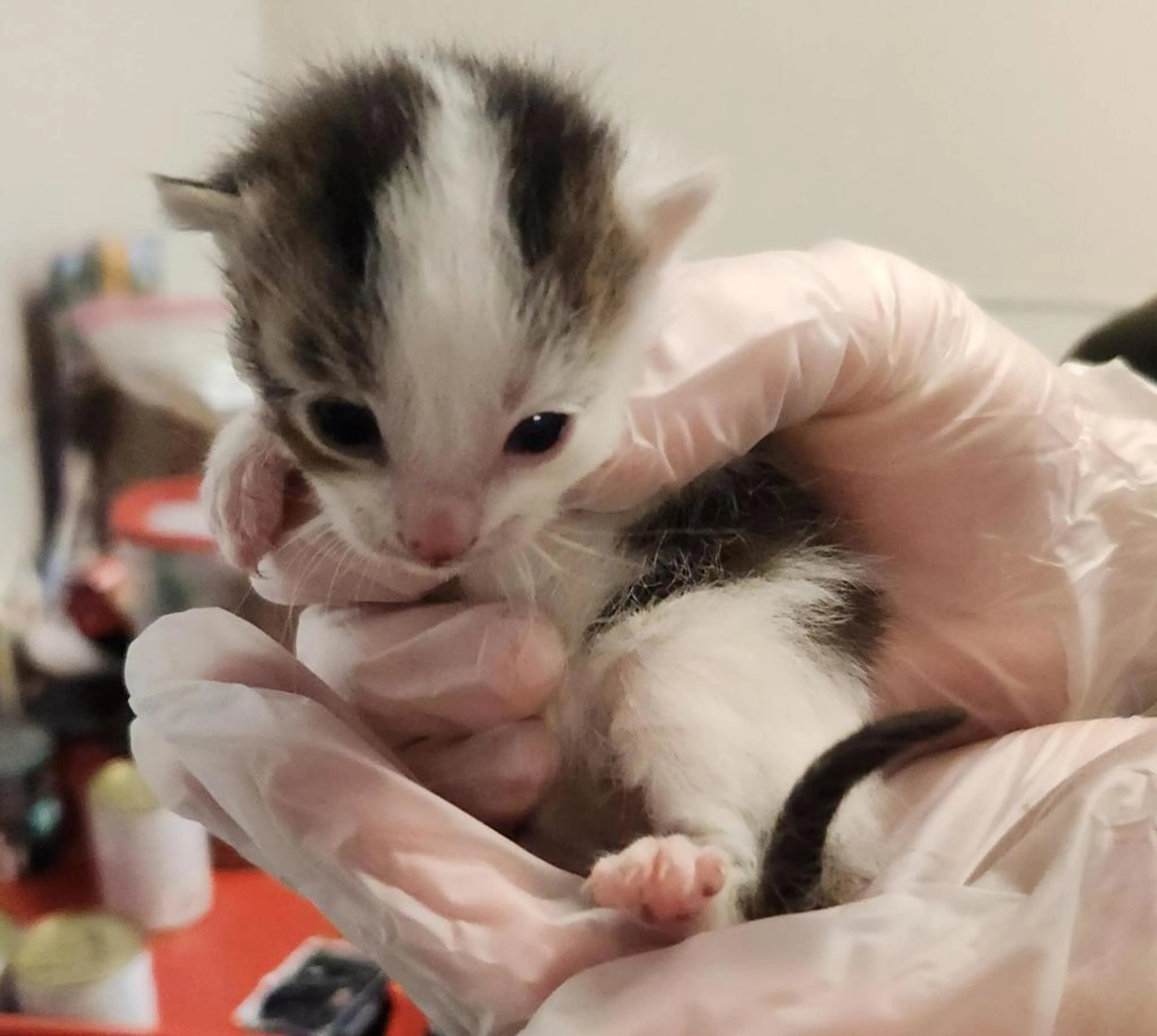 Found pet-1