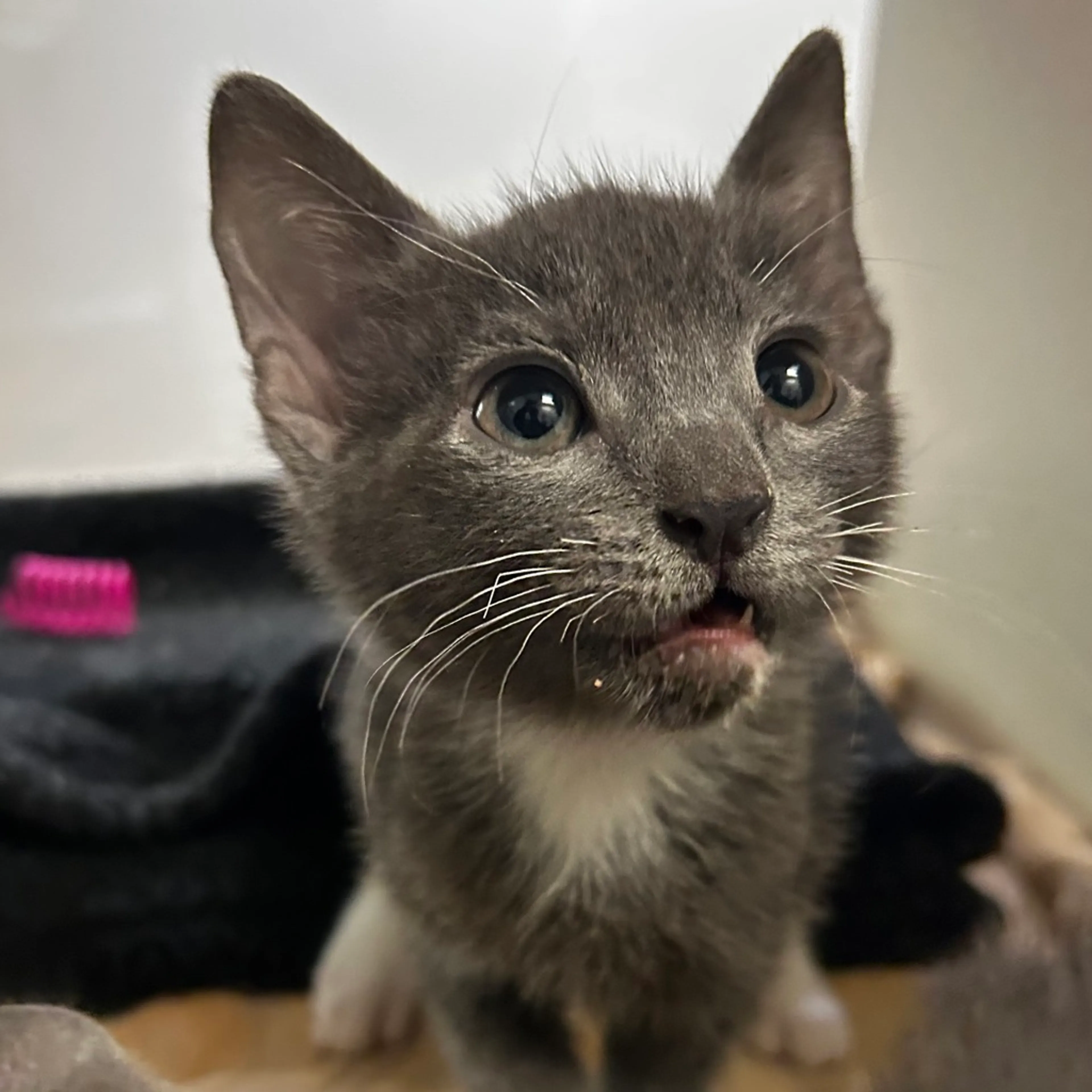 Found pet