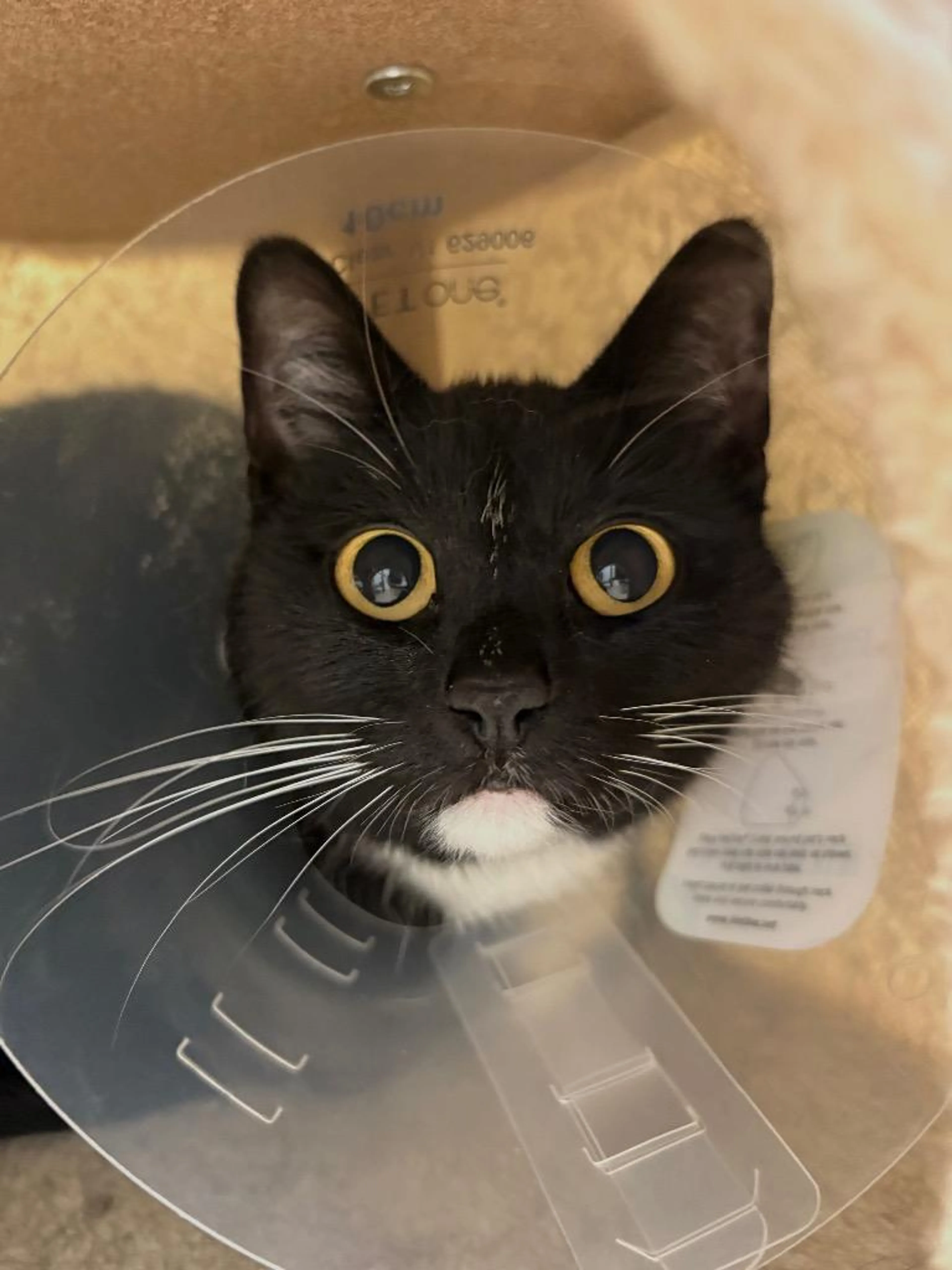 Found pet