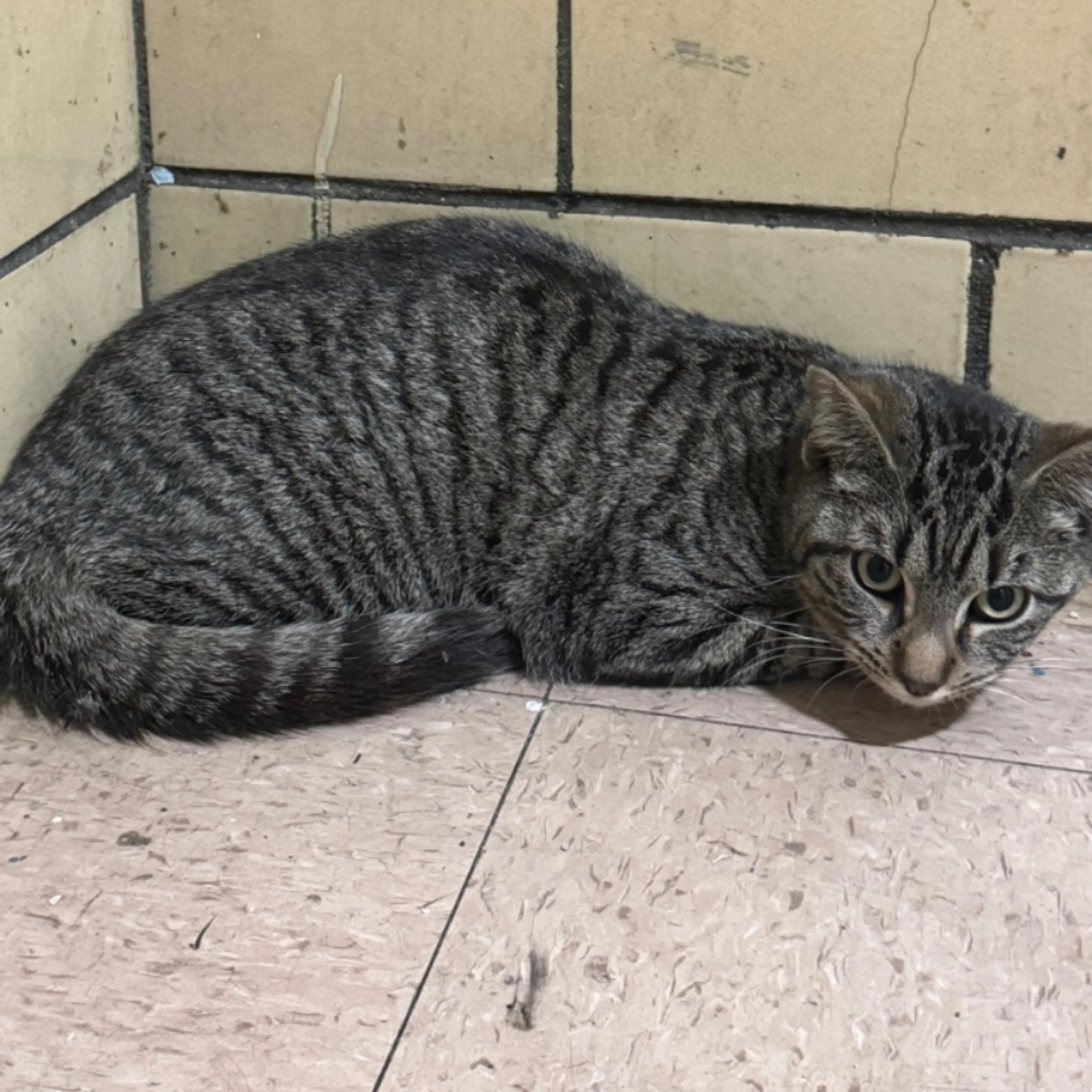 Found pet