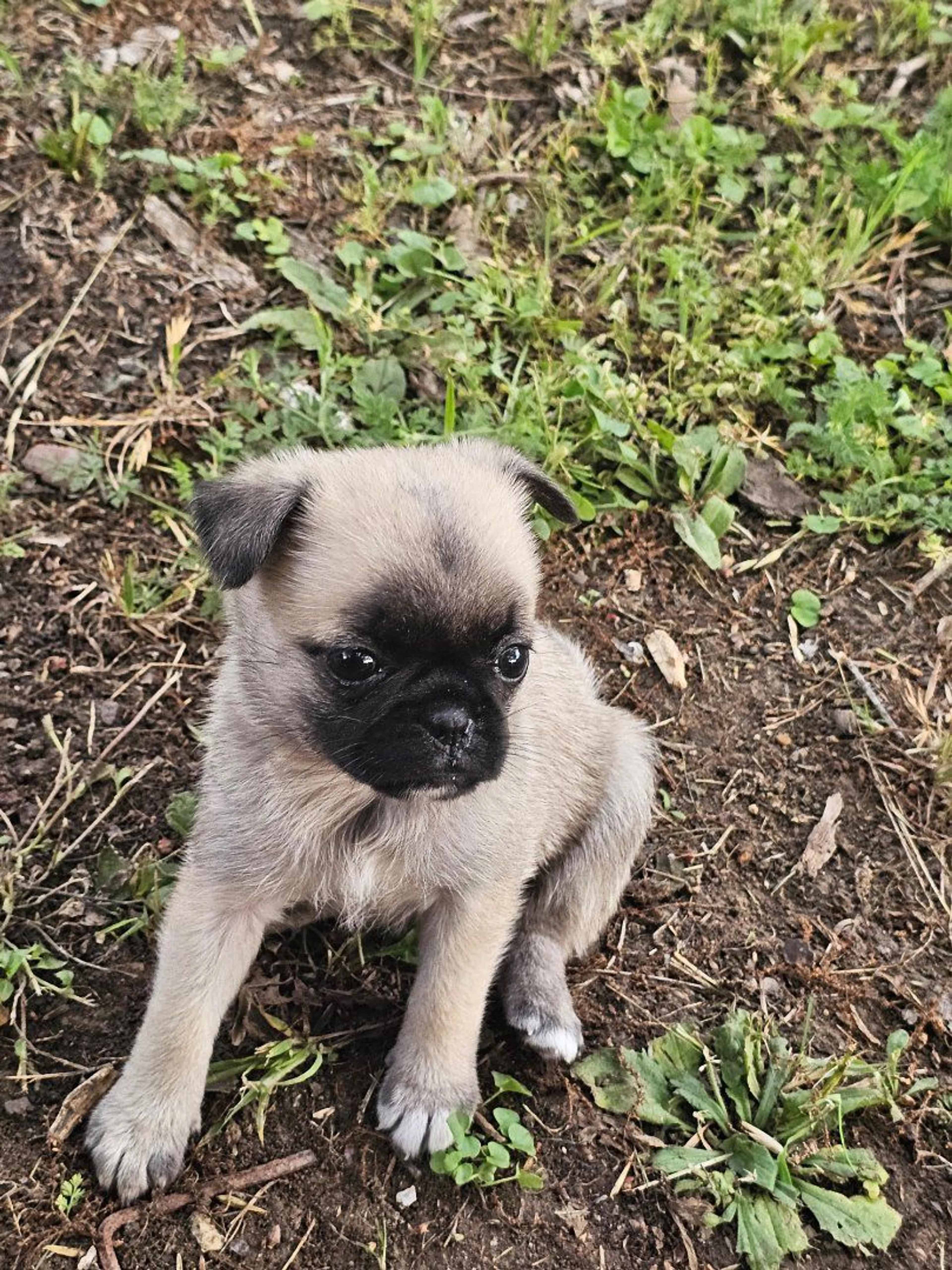 Lost pet