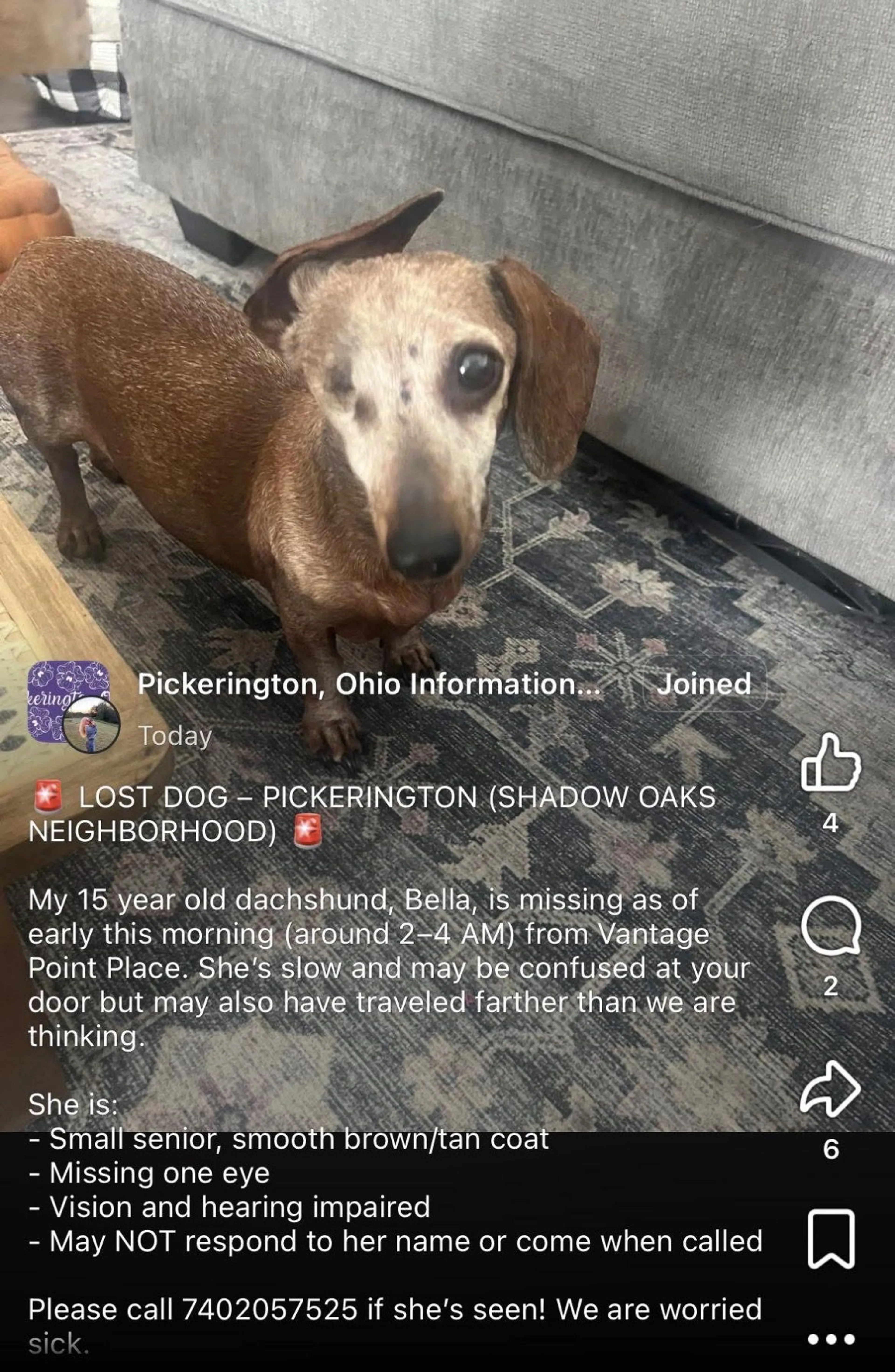 Lost pet