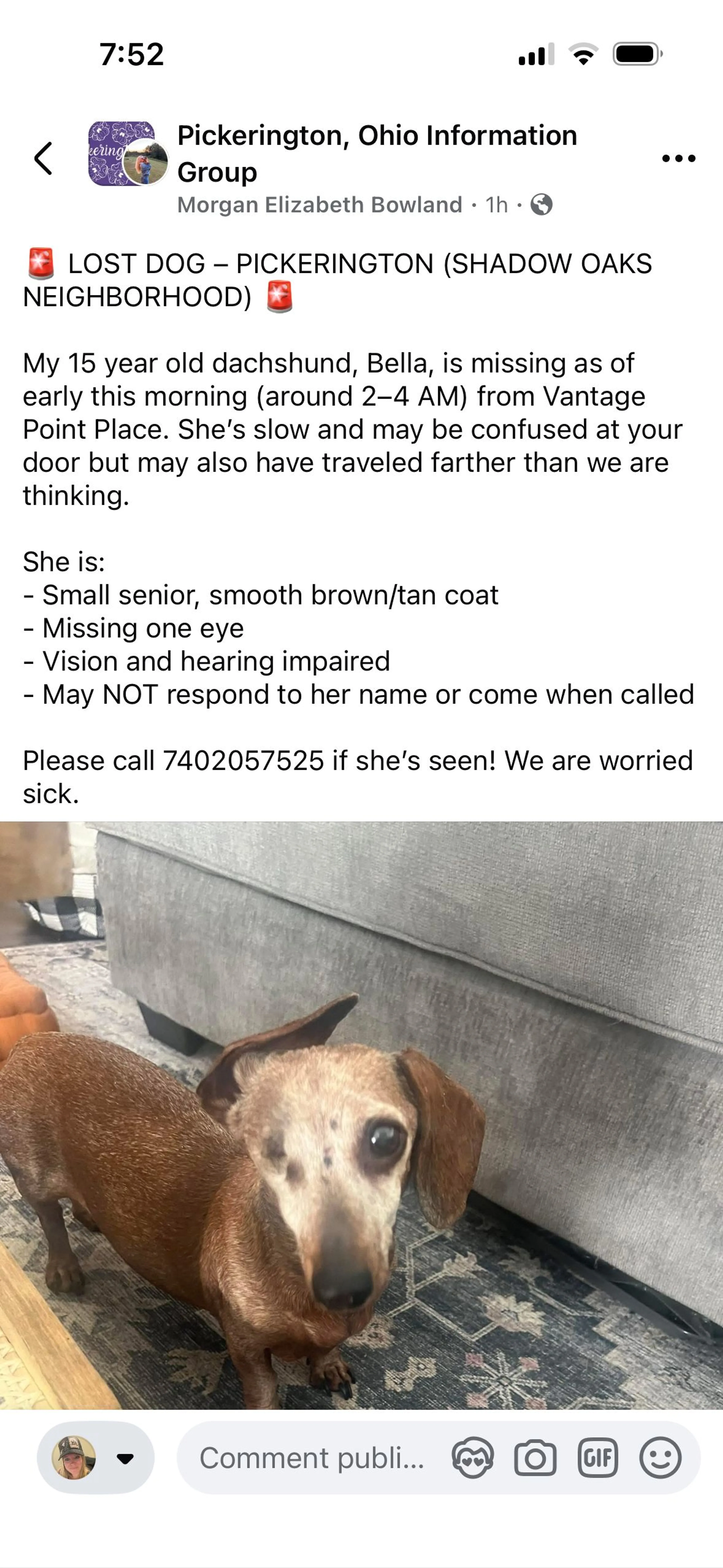 Lost pet