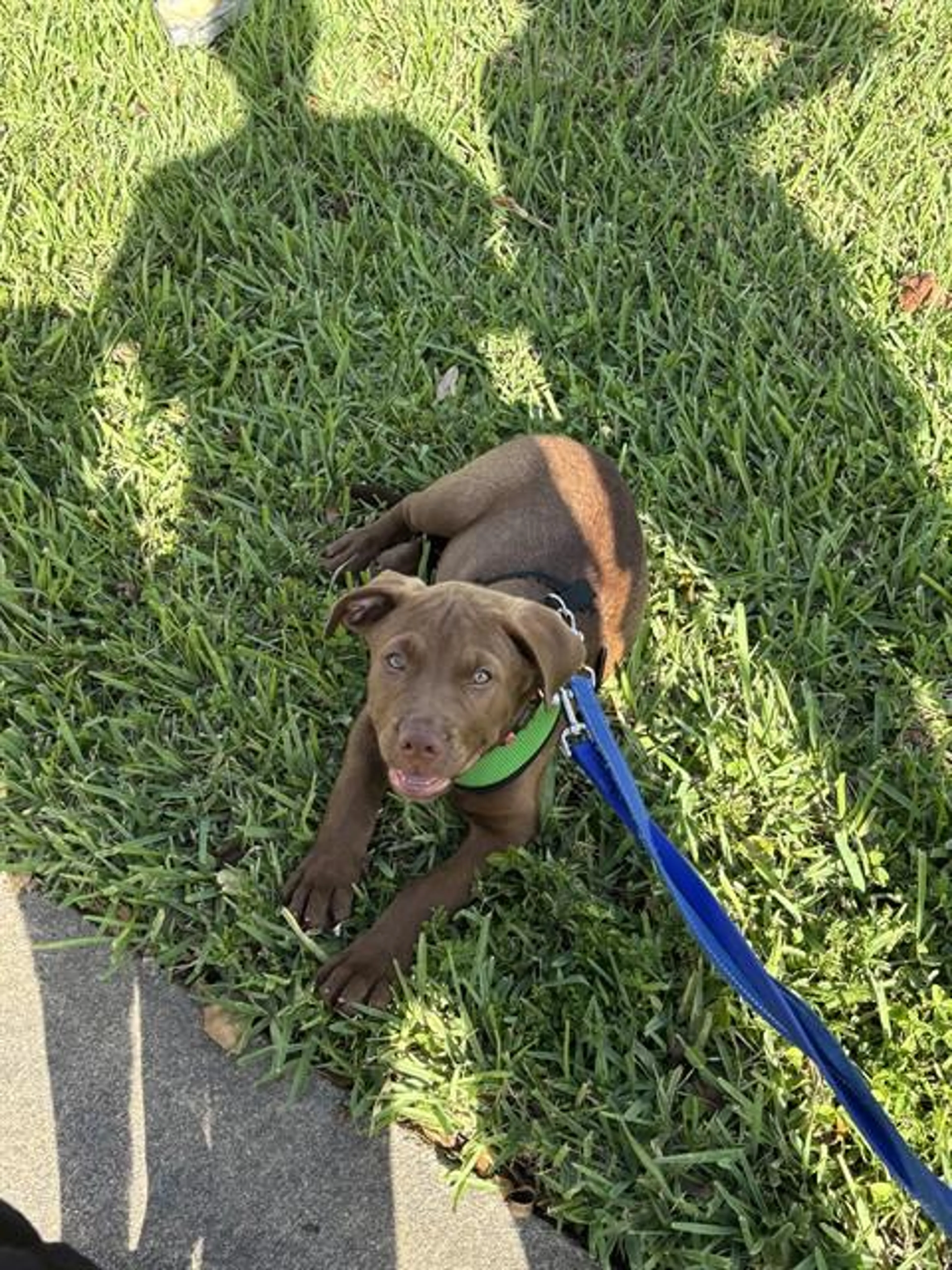 Found pet