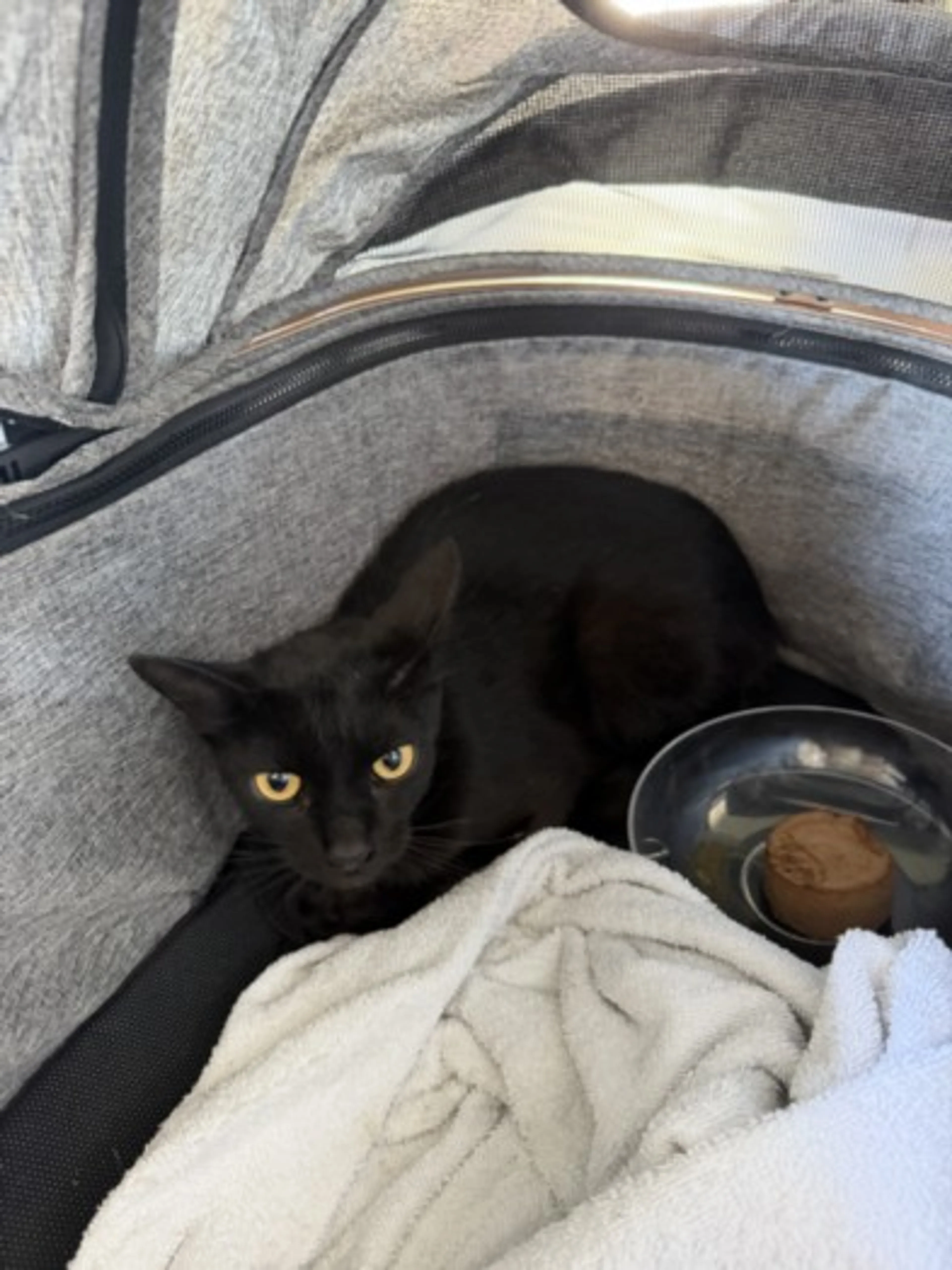 Found pet
