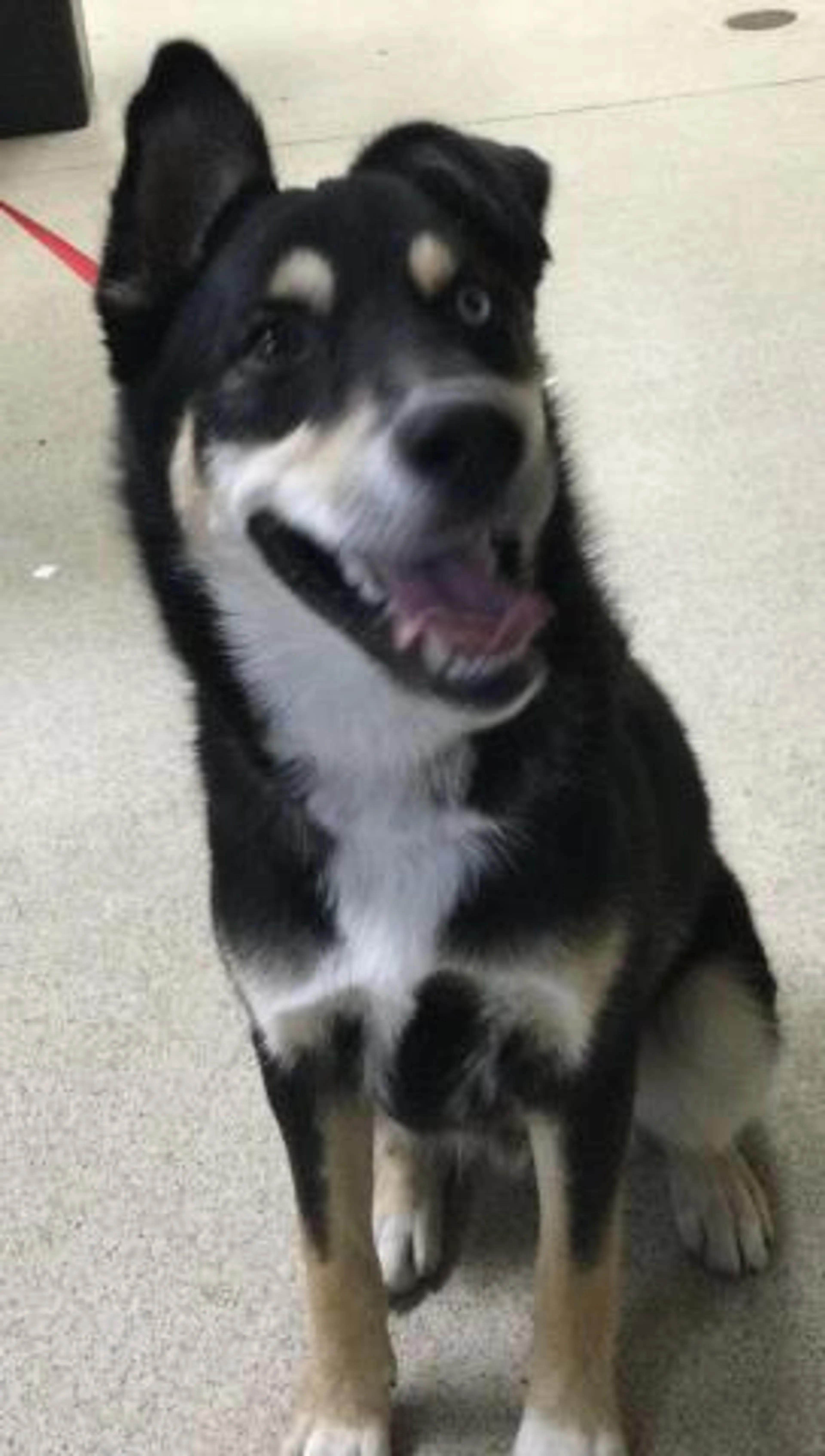 Found pet