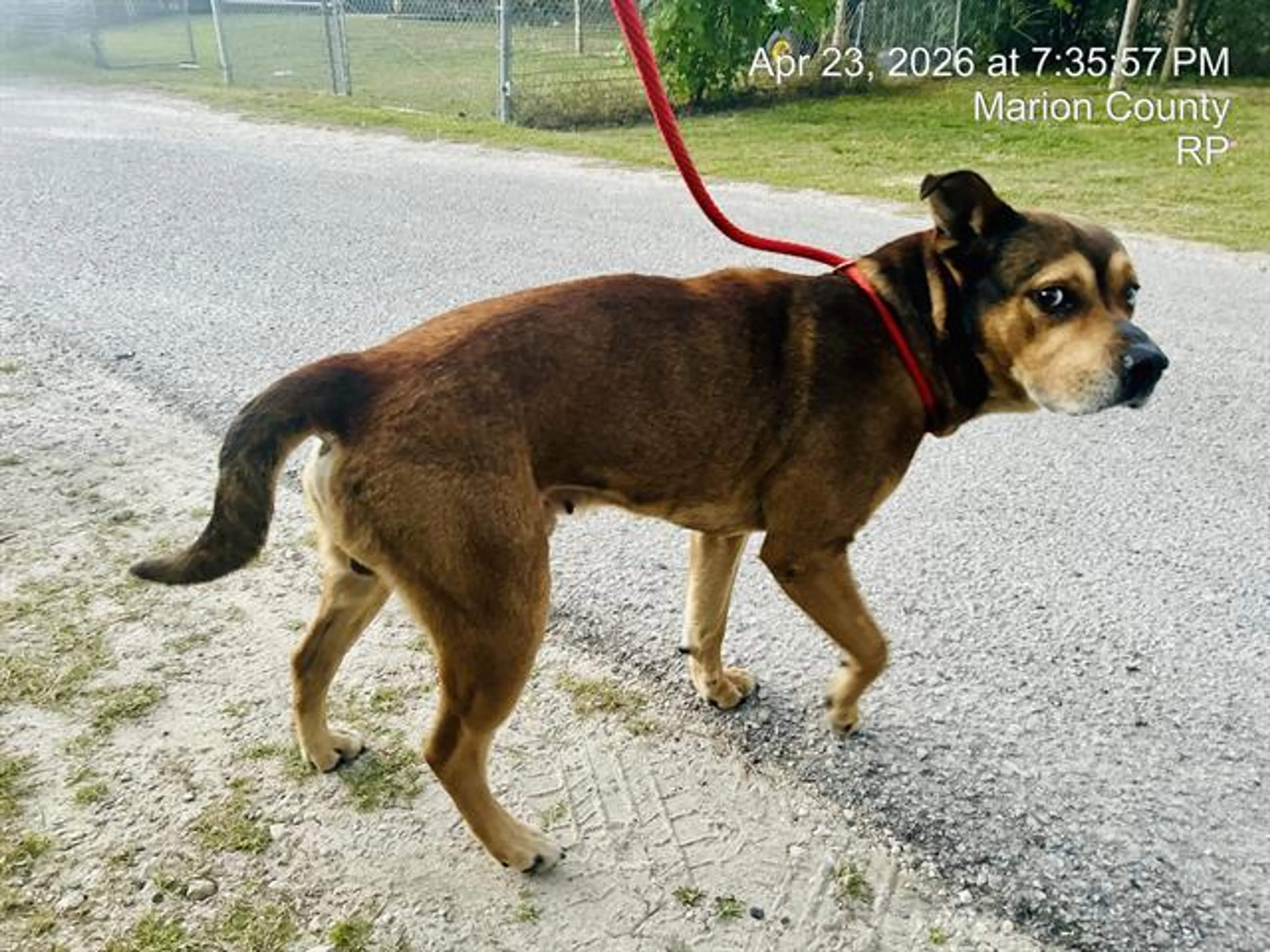 Found pet