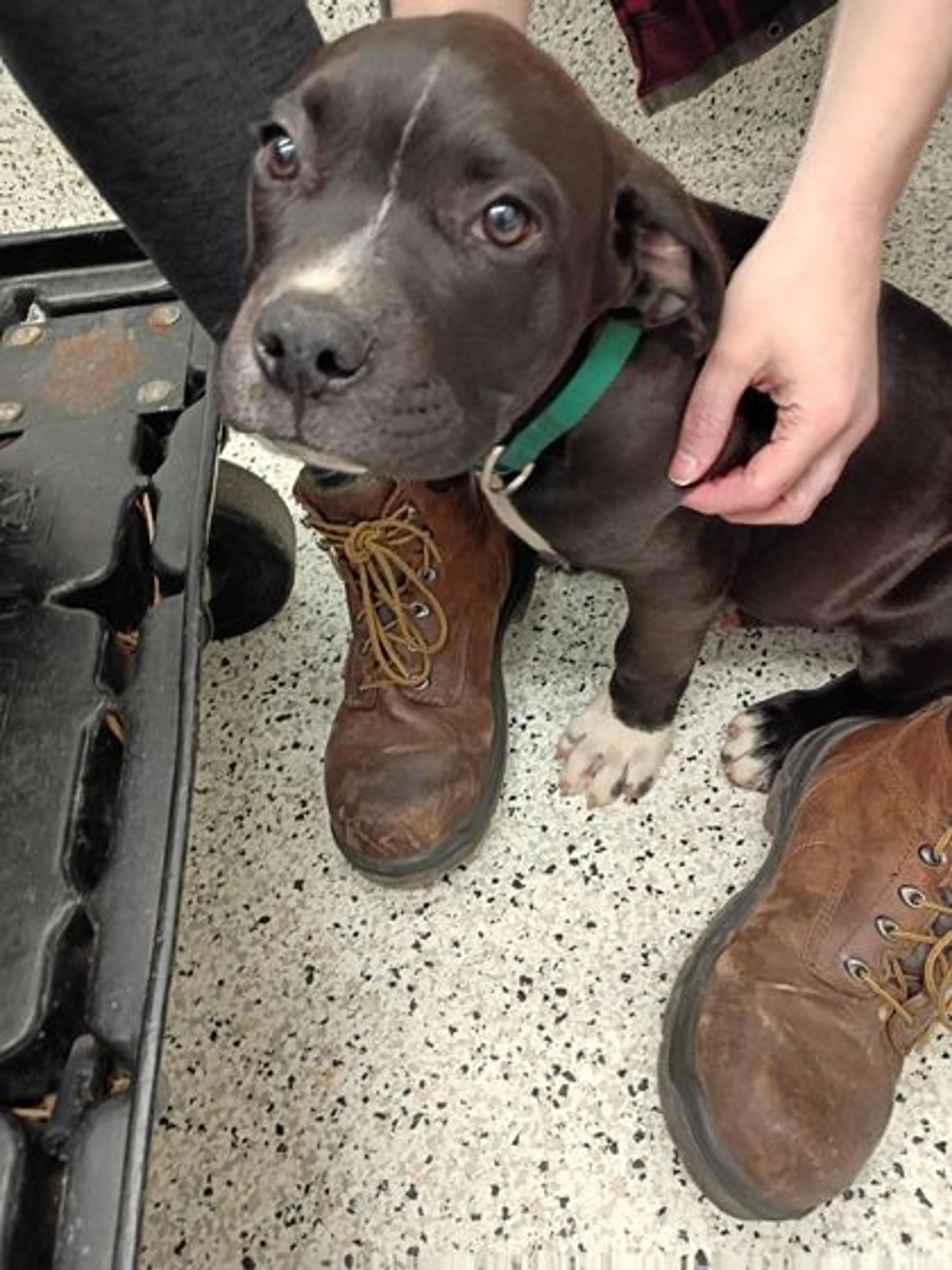Found pet