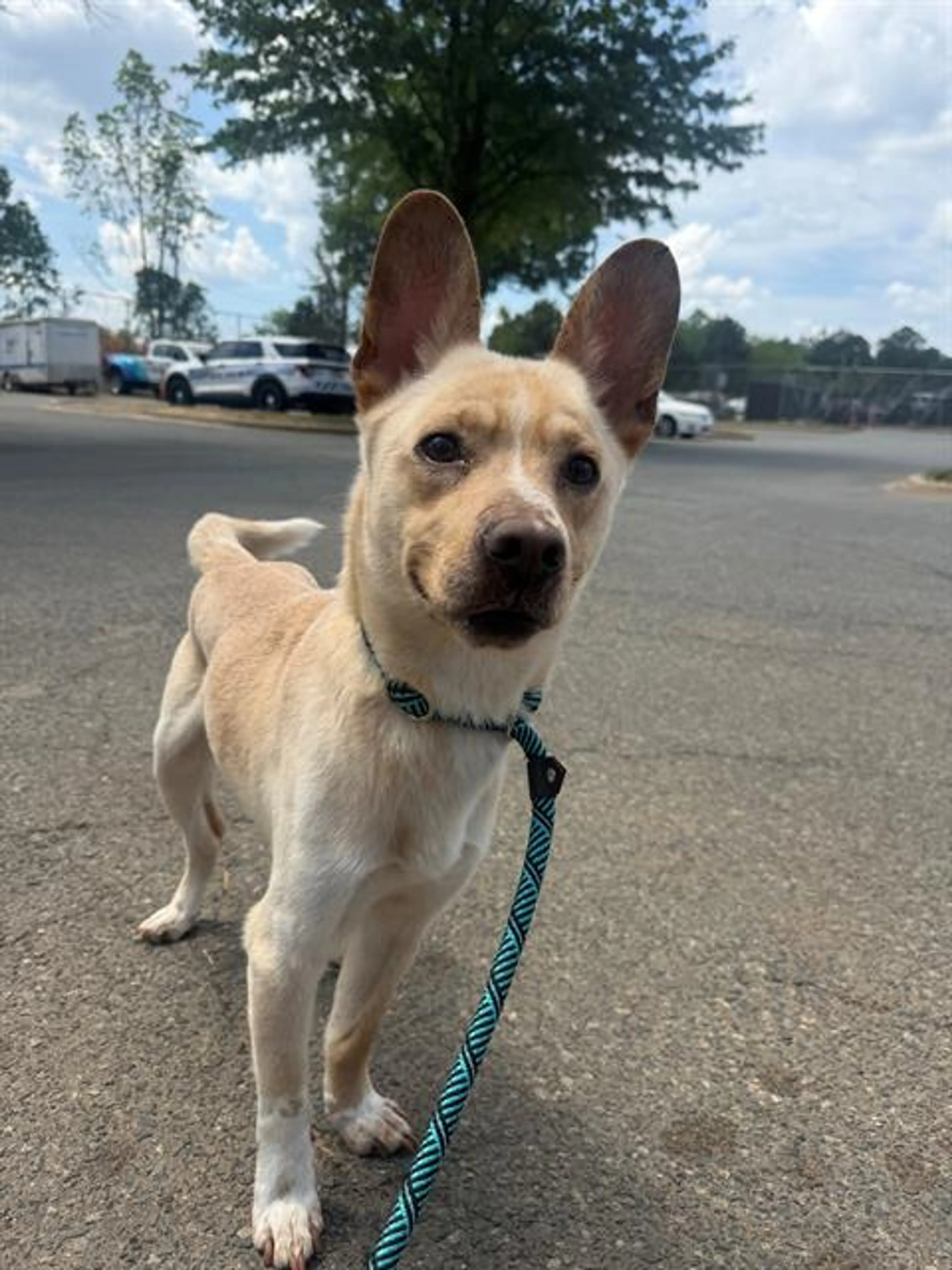 Found pet
