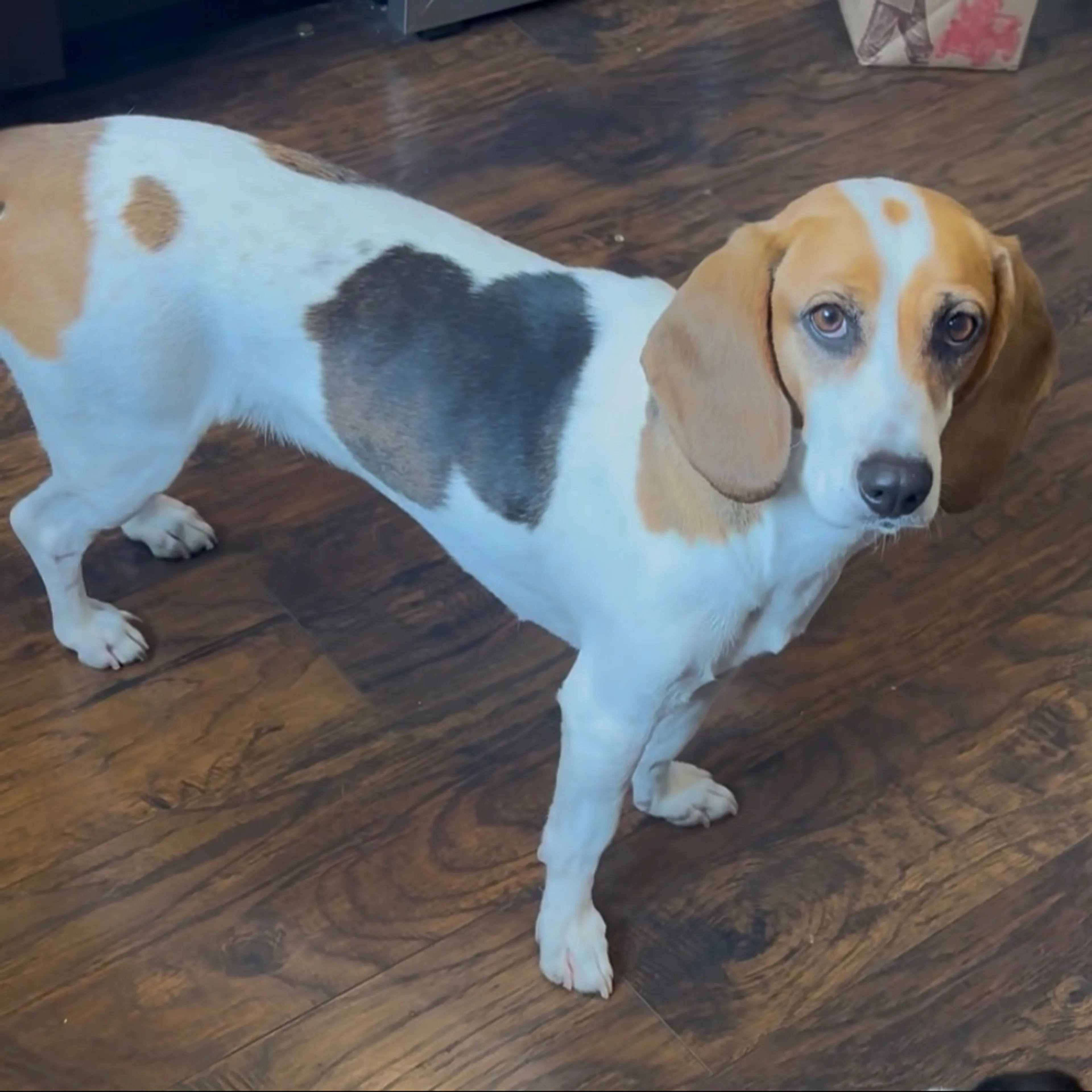 Lost pet-1