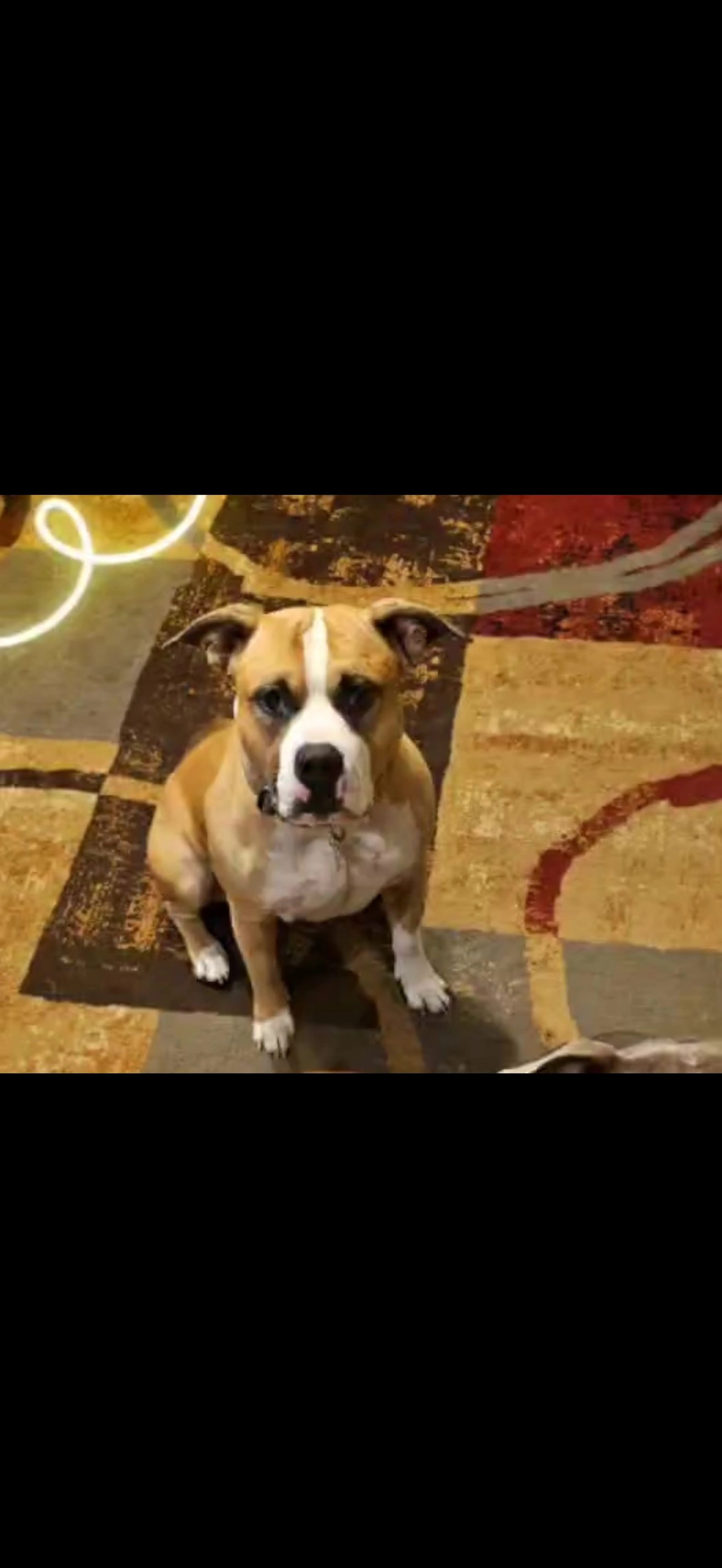 Lost pet-1