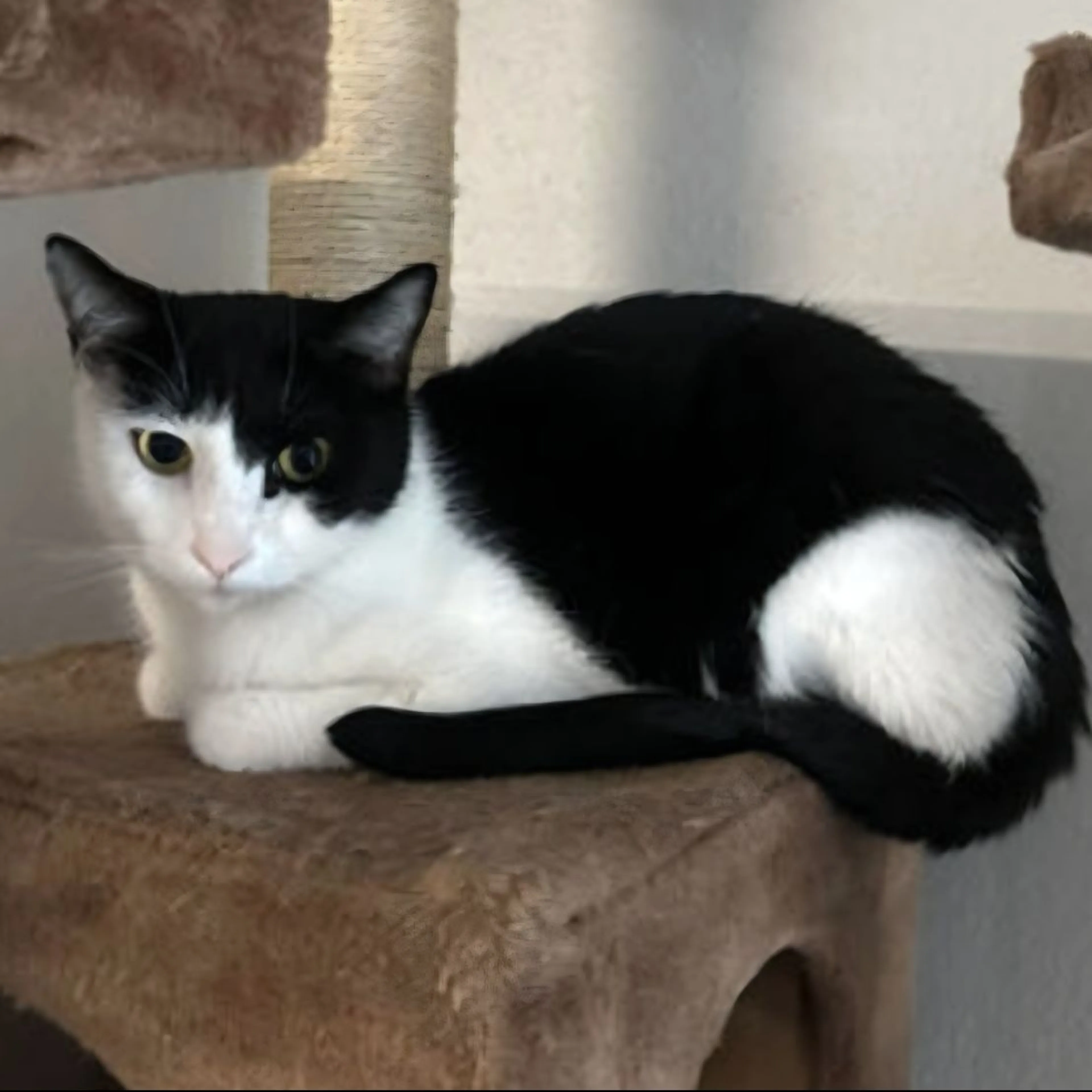 Lost pet