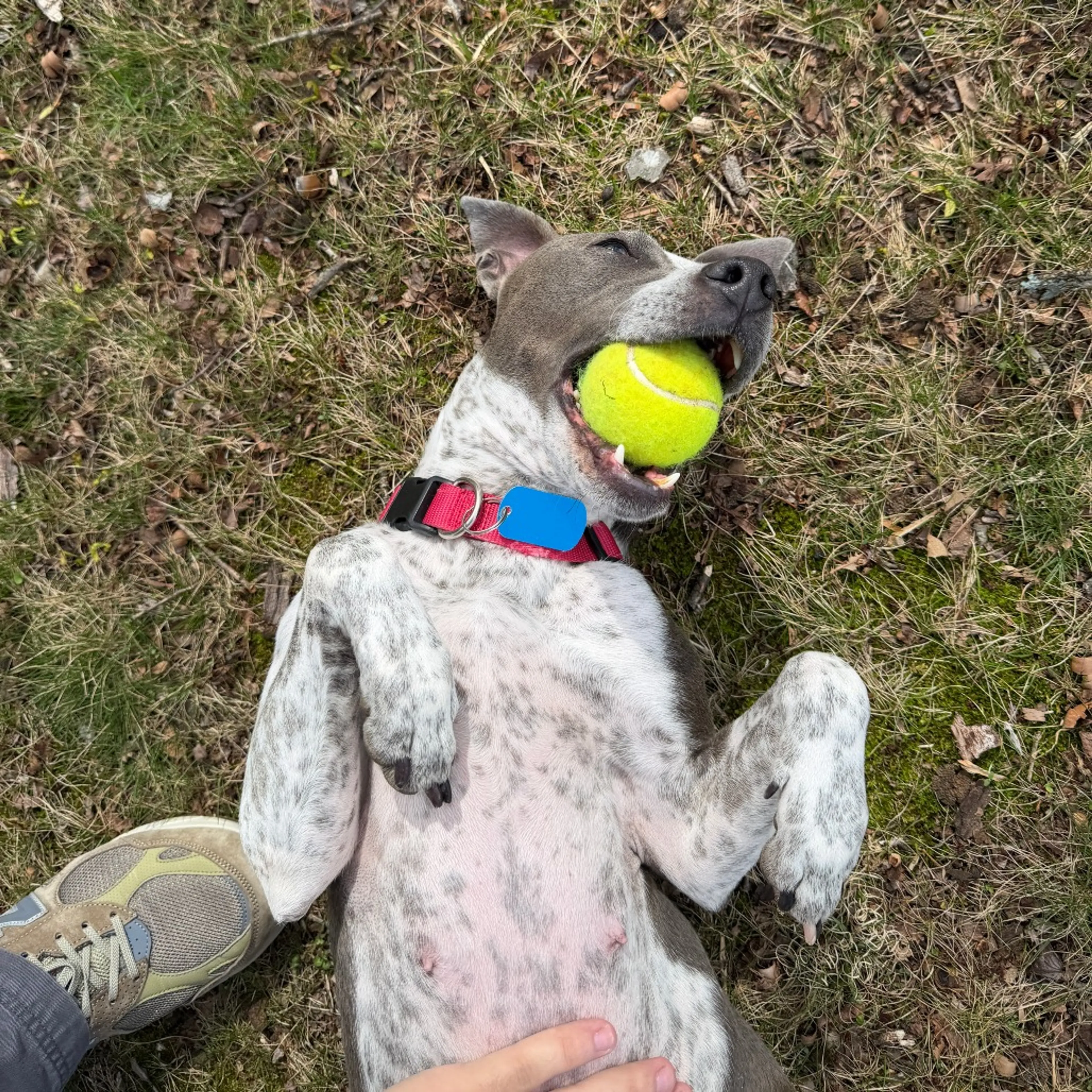 Found pet-6