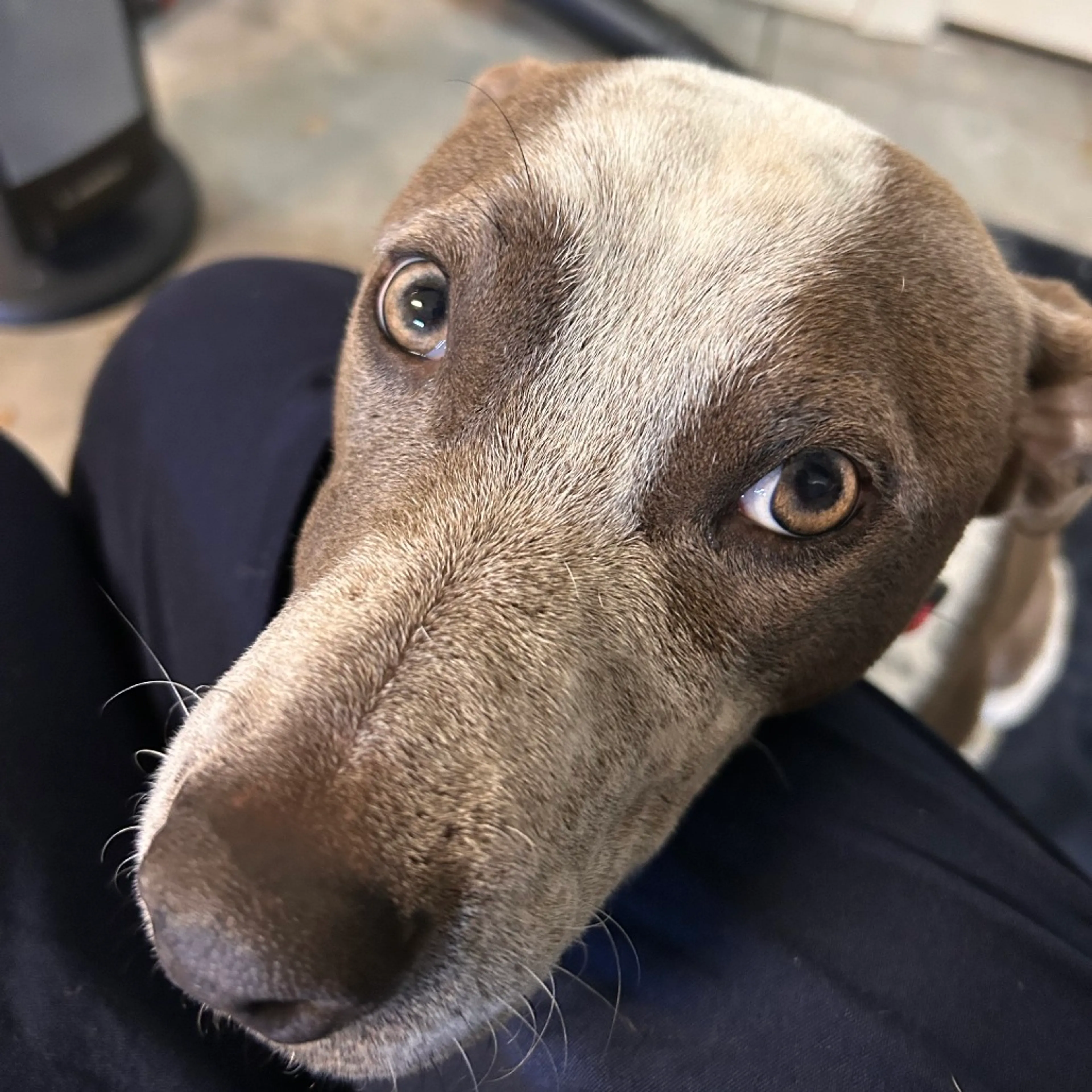 Found pet-1