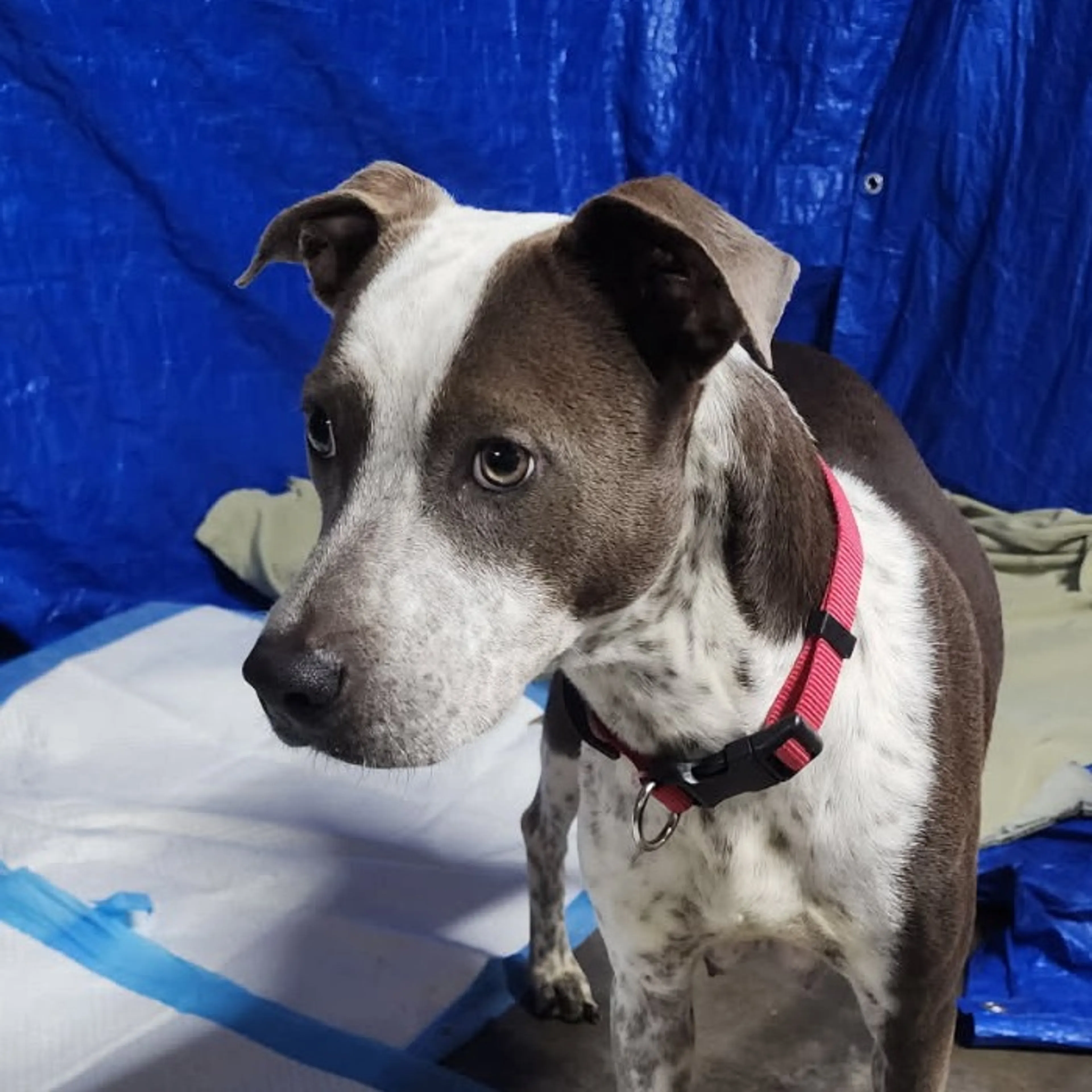 Found pet-4