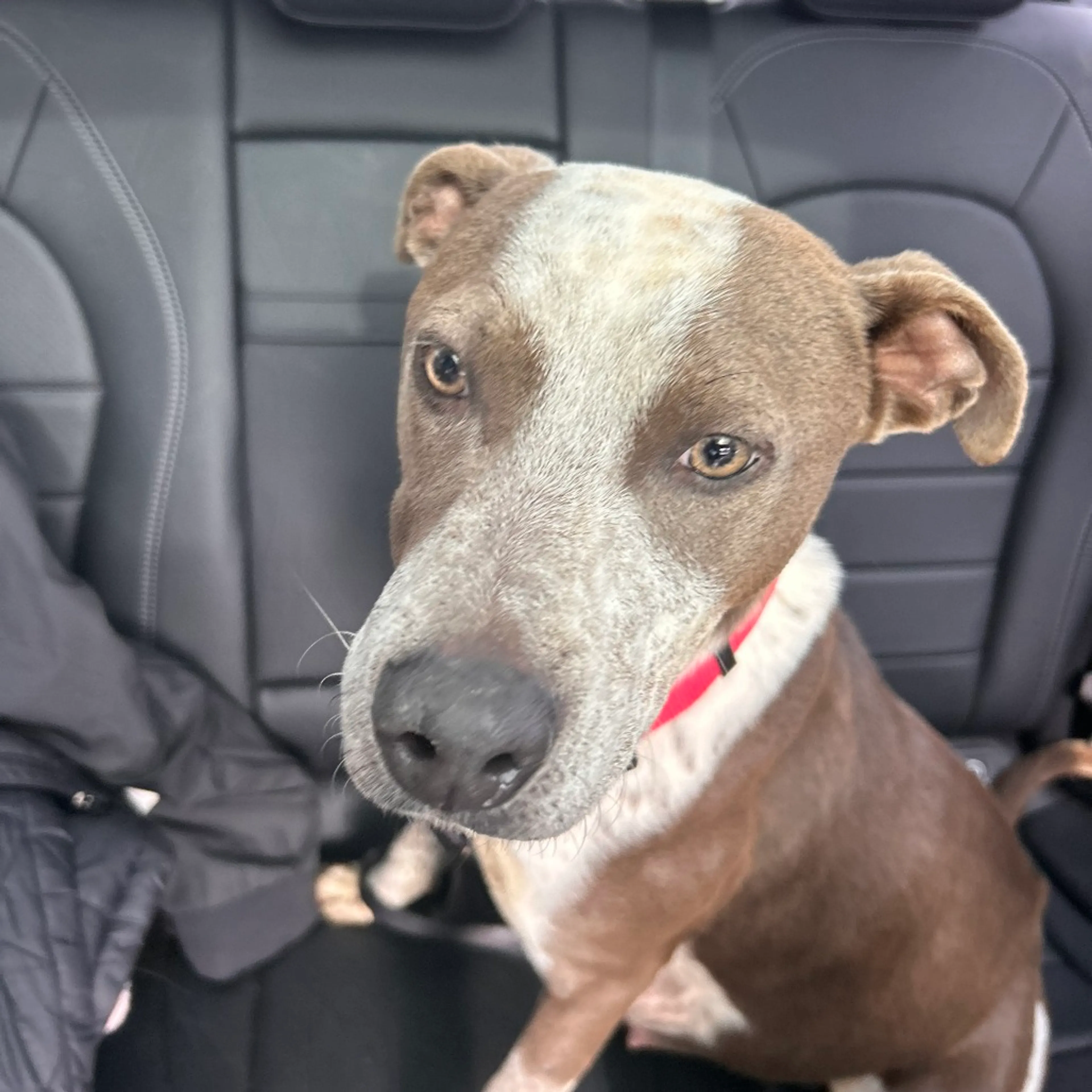 Found pet-2