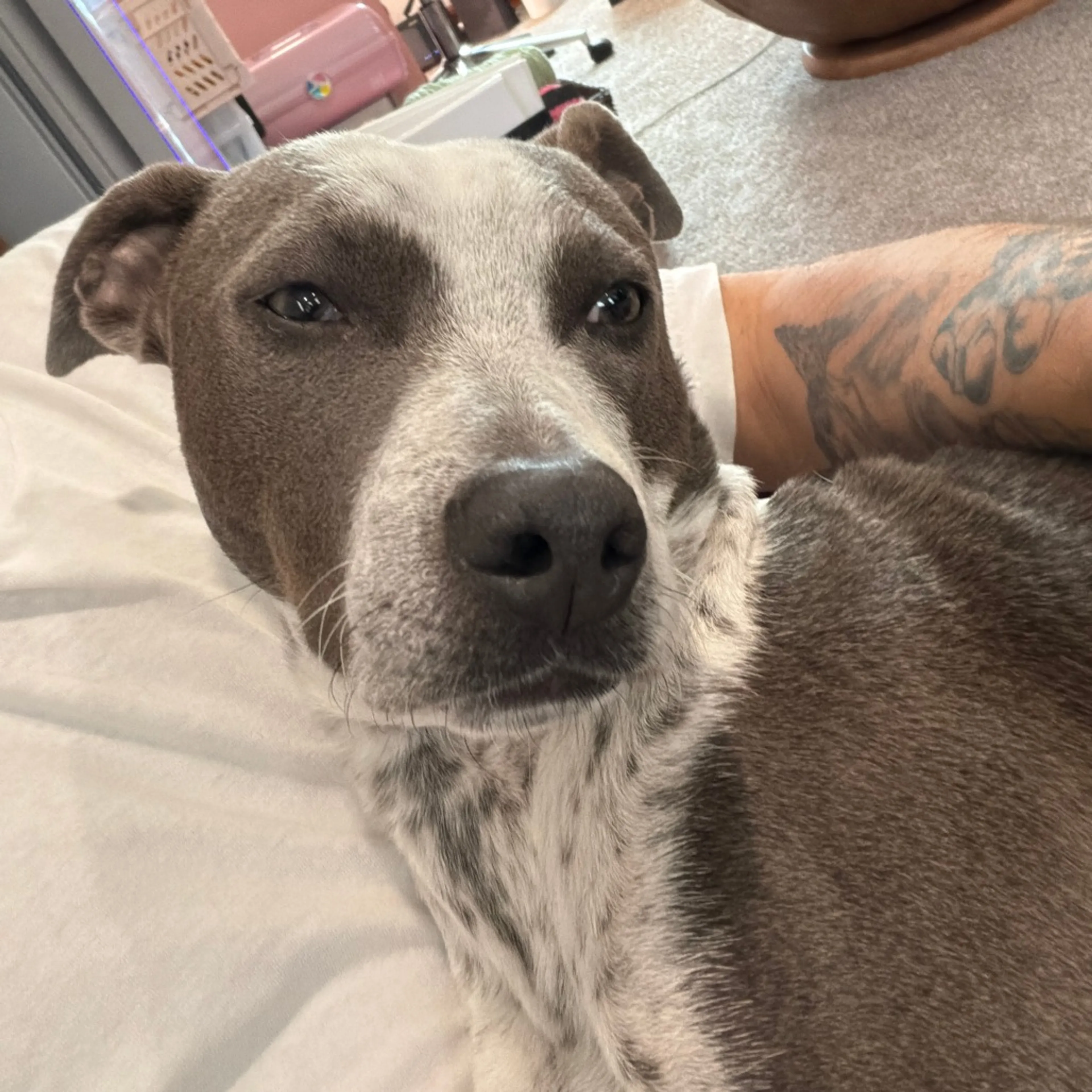 Found pet-9