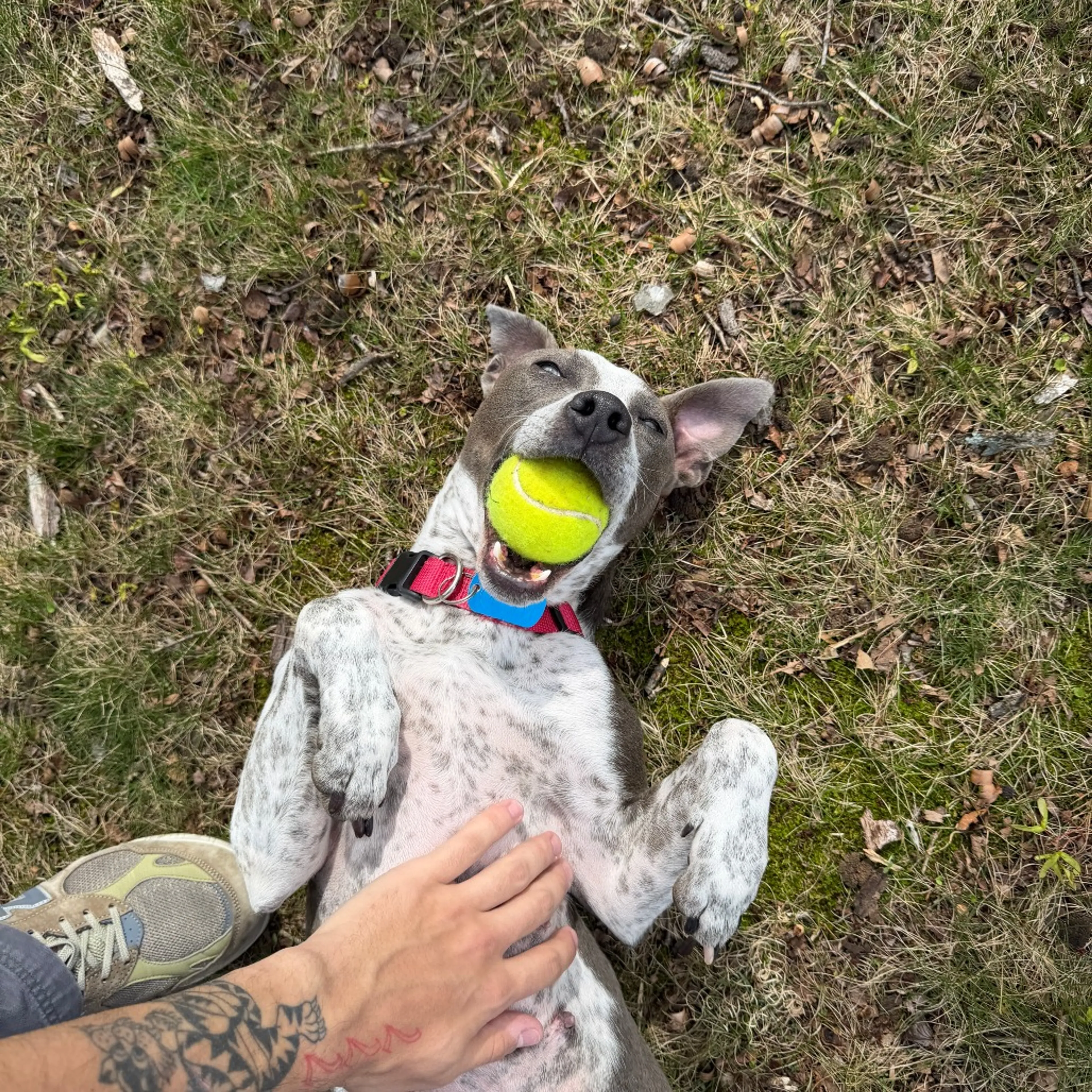 Found pet-7