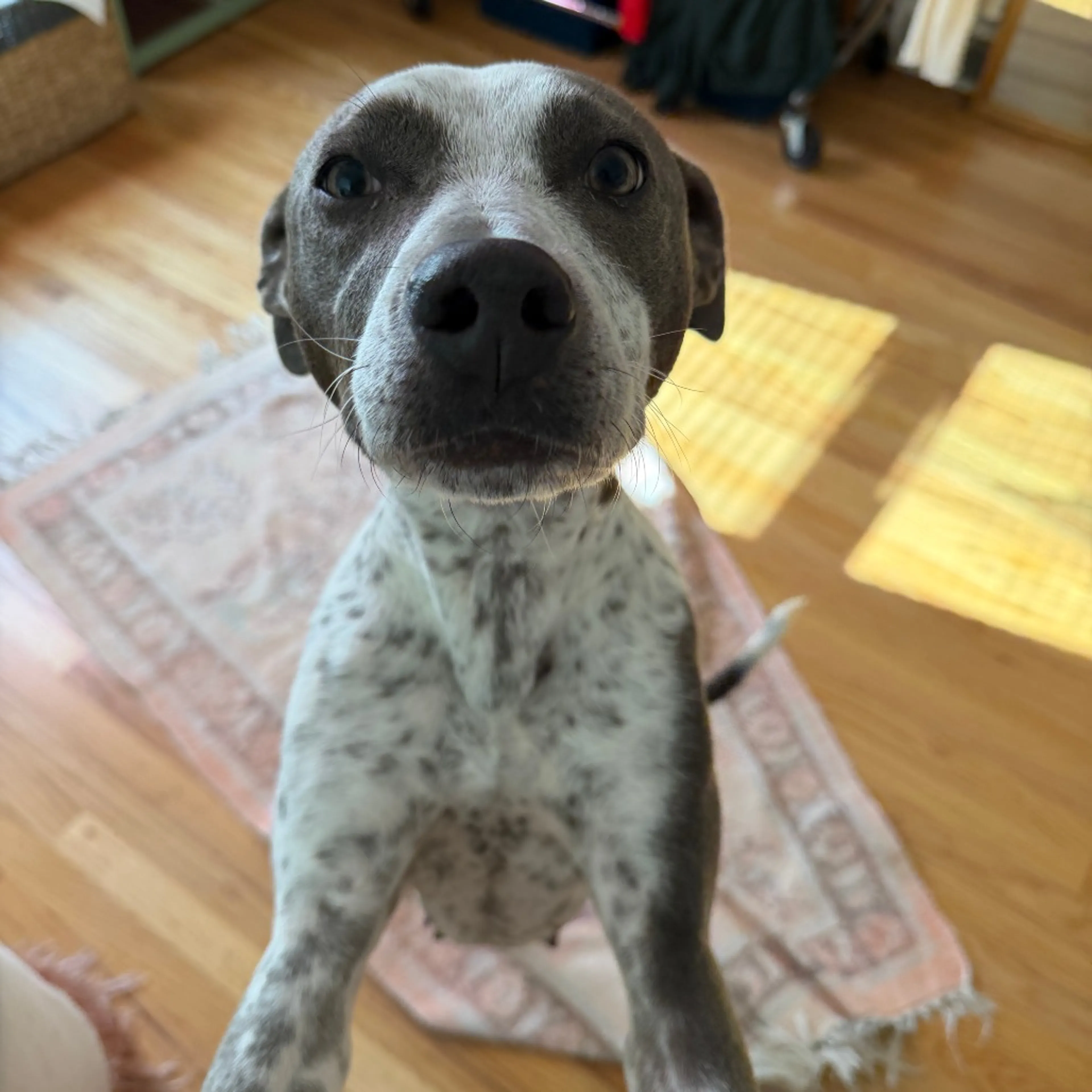 Found pet-12