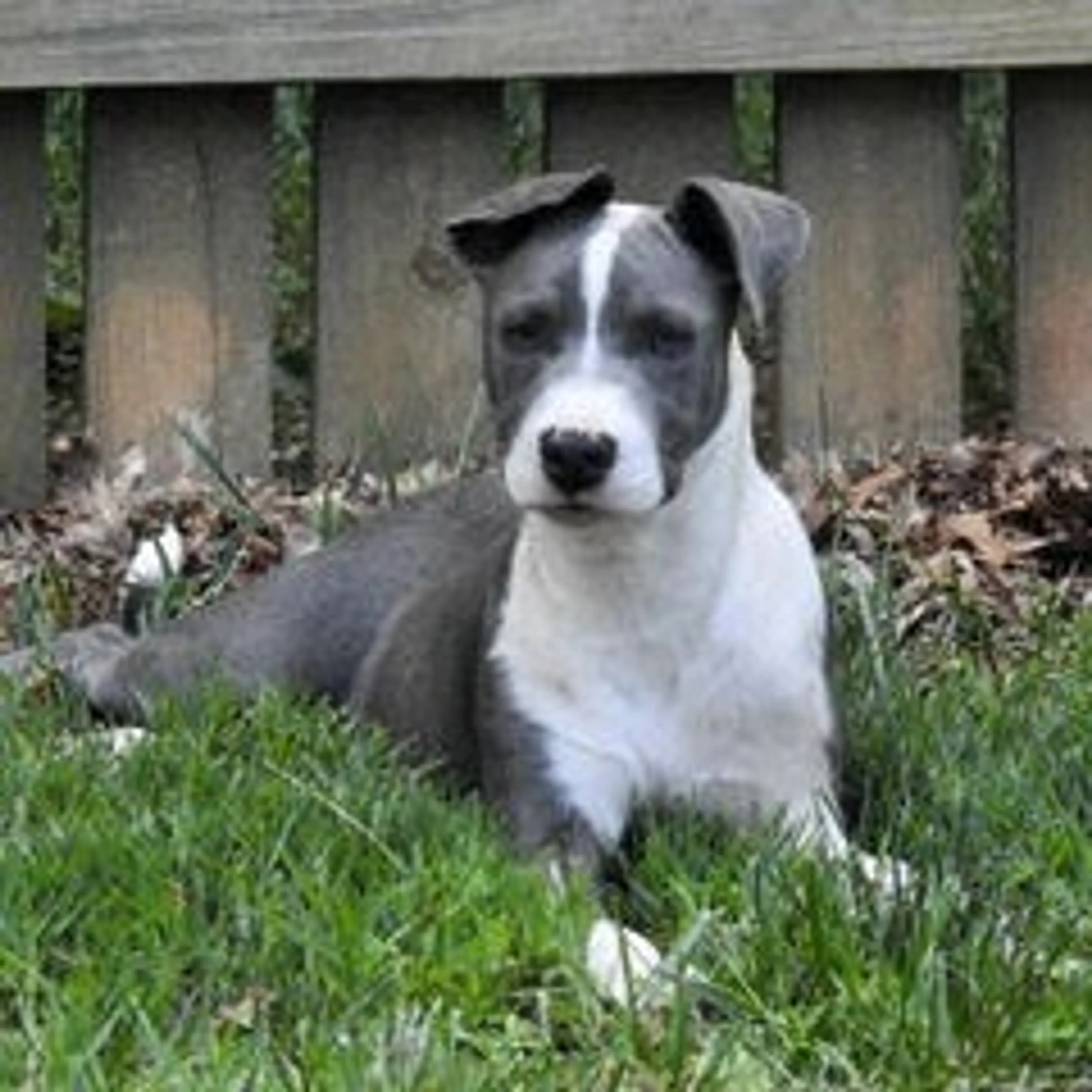 Found pet-9