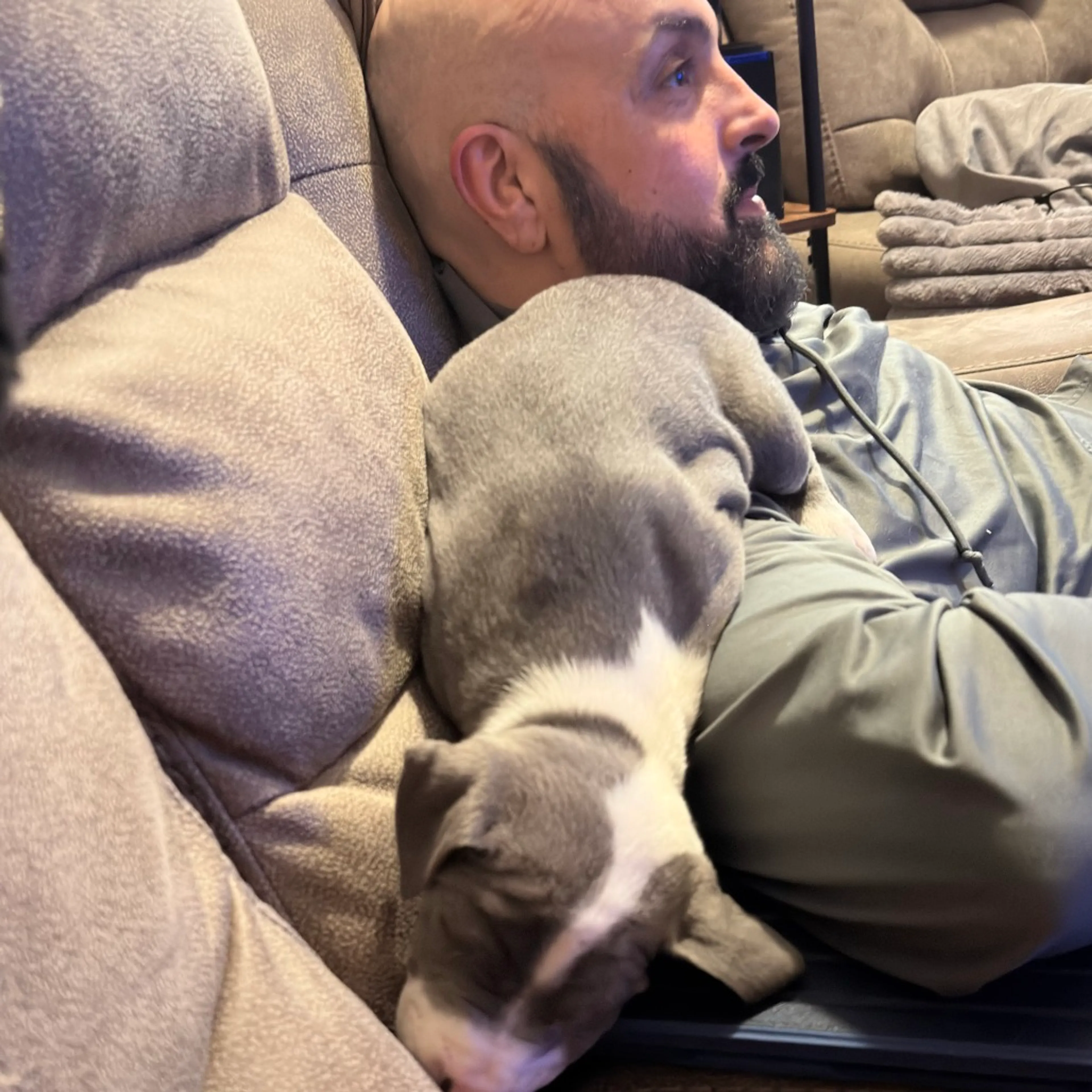 Found pet-3
