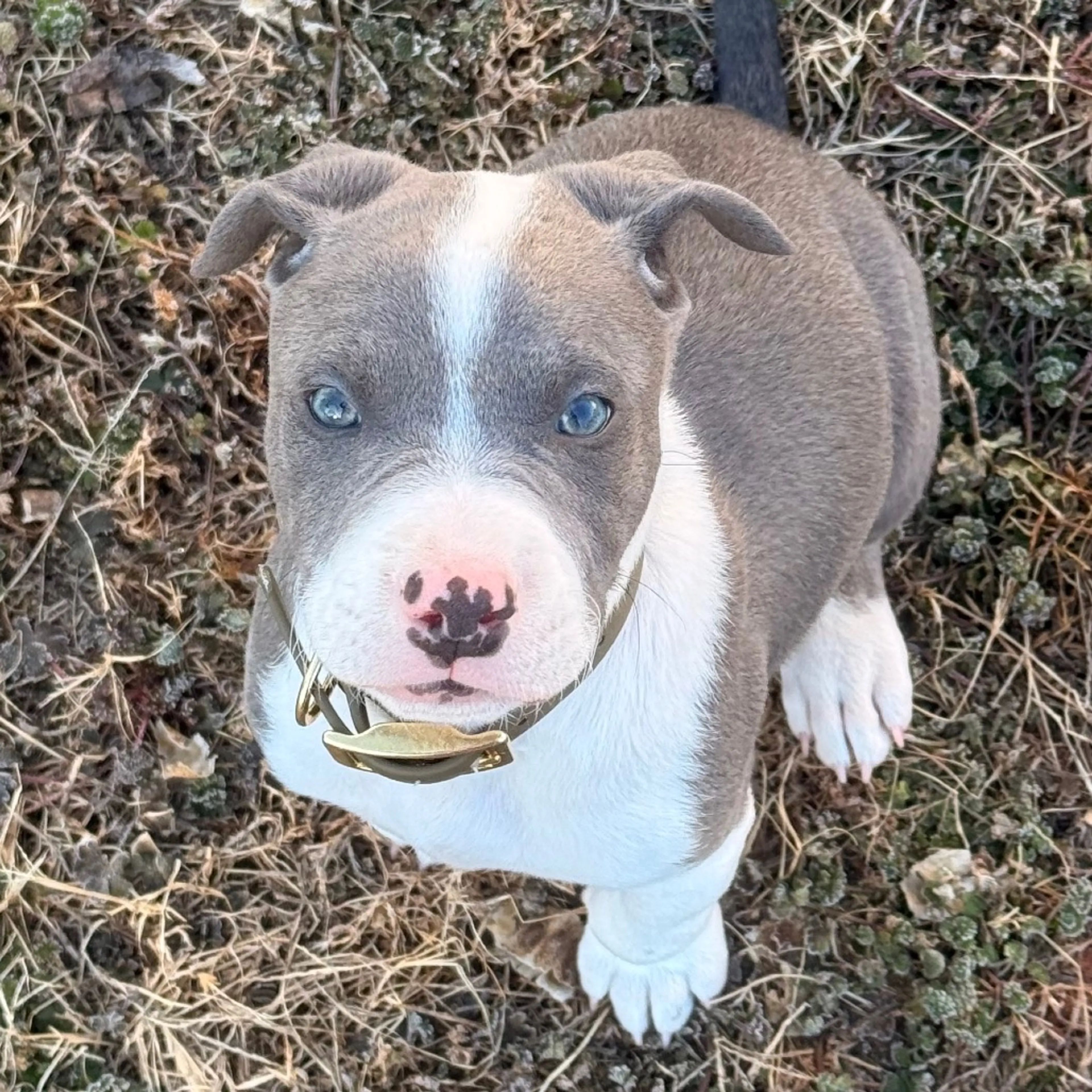Found pet-6