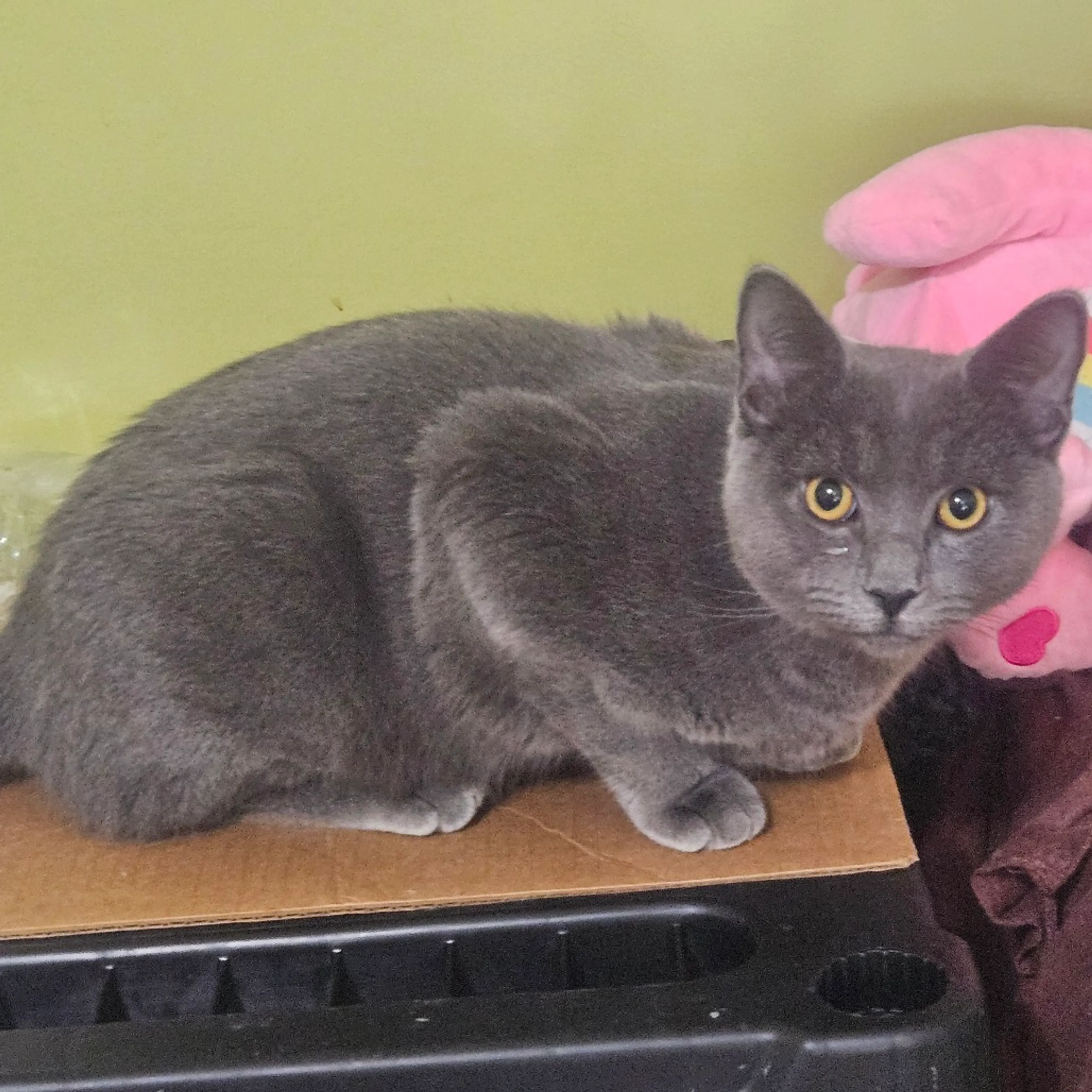 Found pet