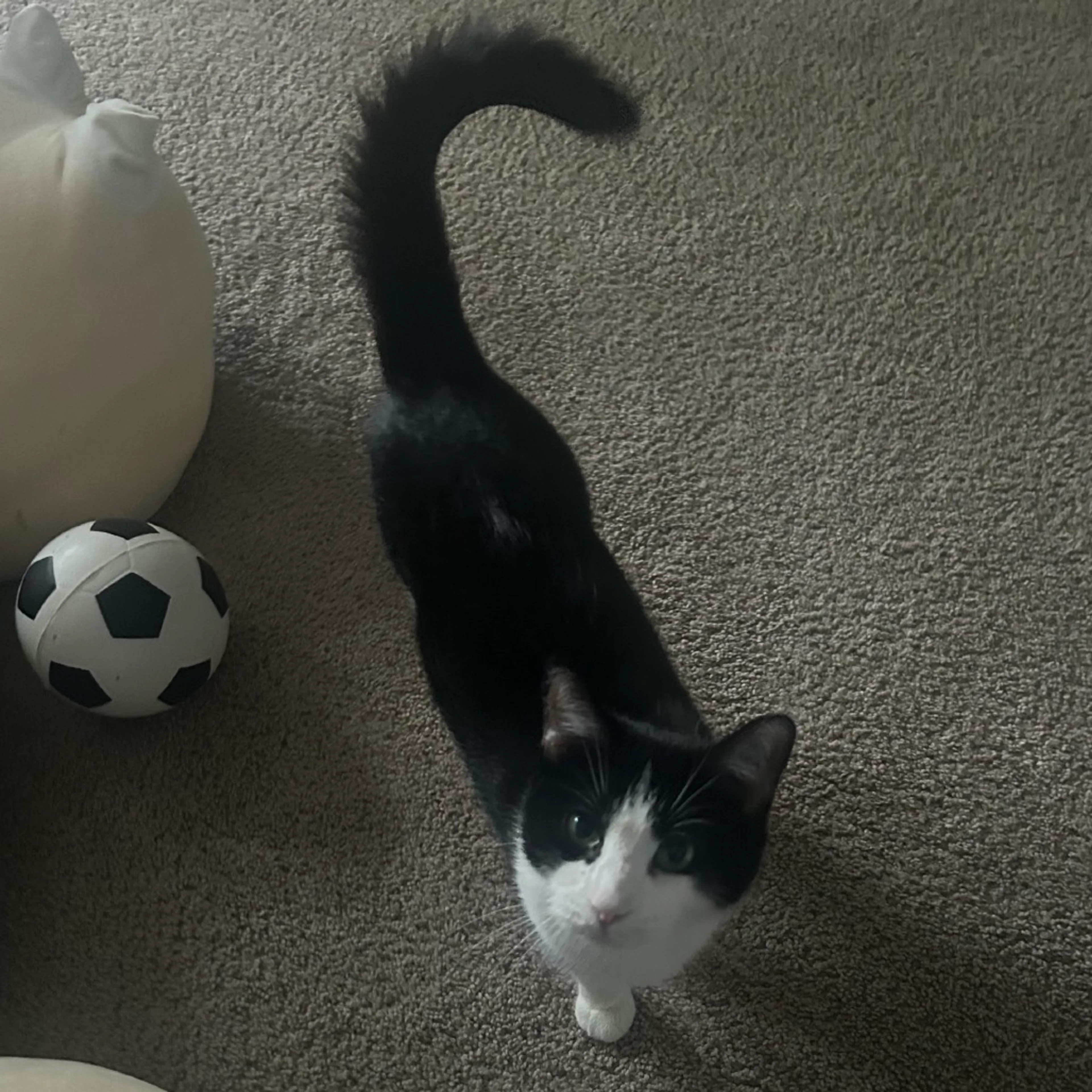 Found pet-1
