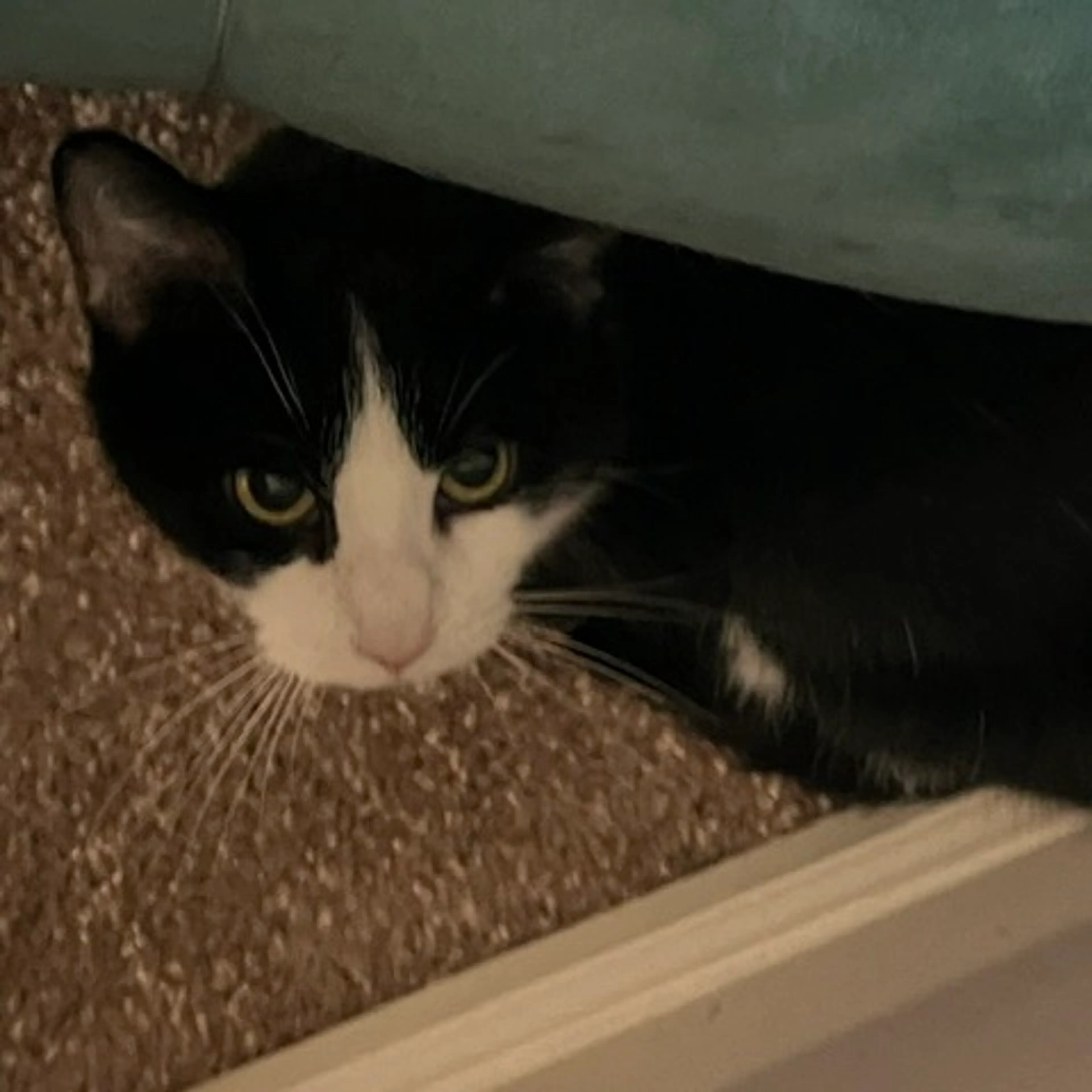 Found pet-2