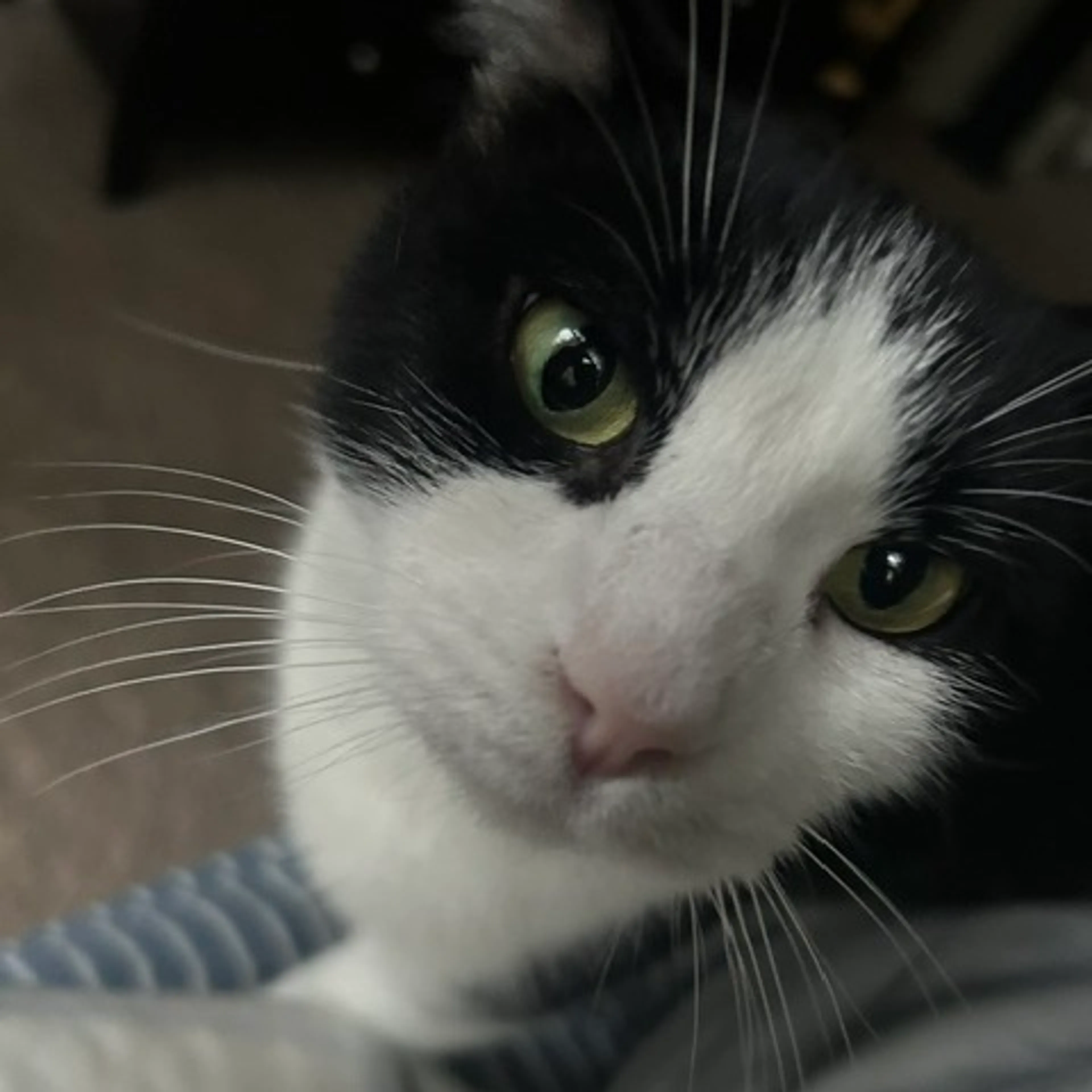 Found pet-3