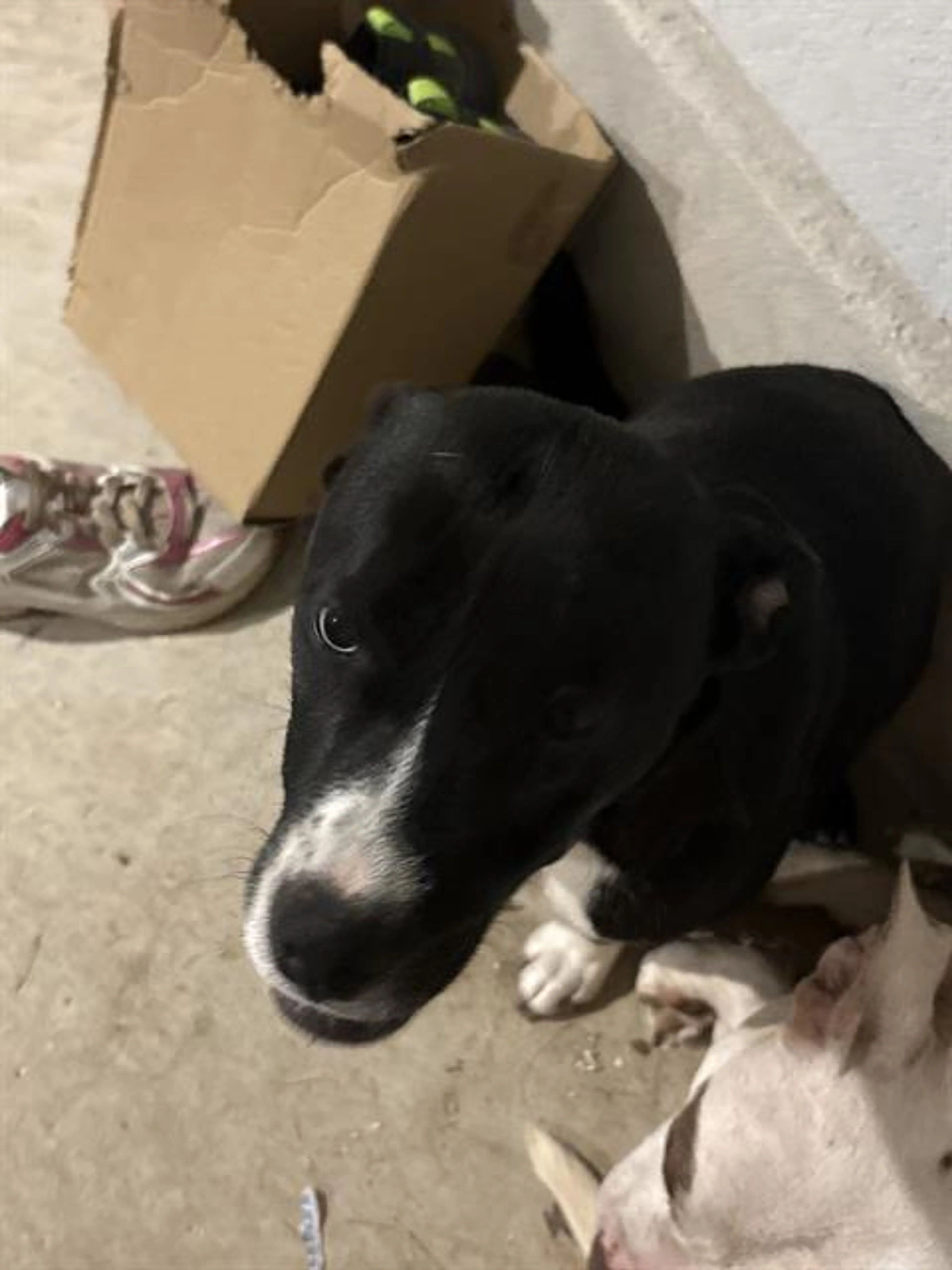 Found pet