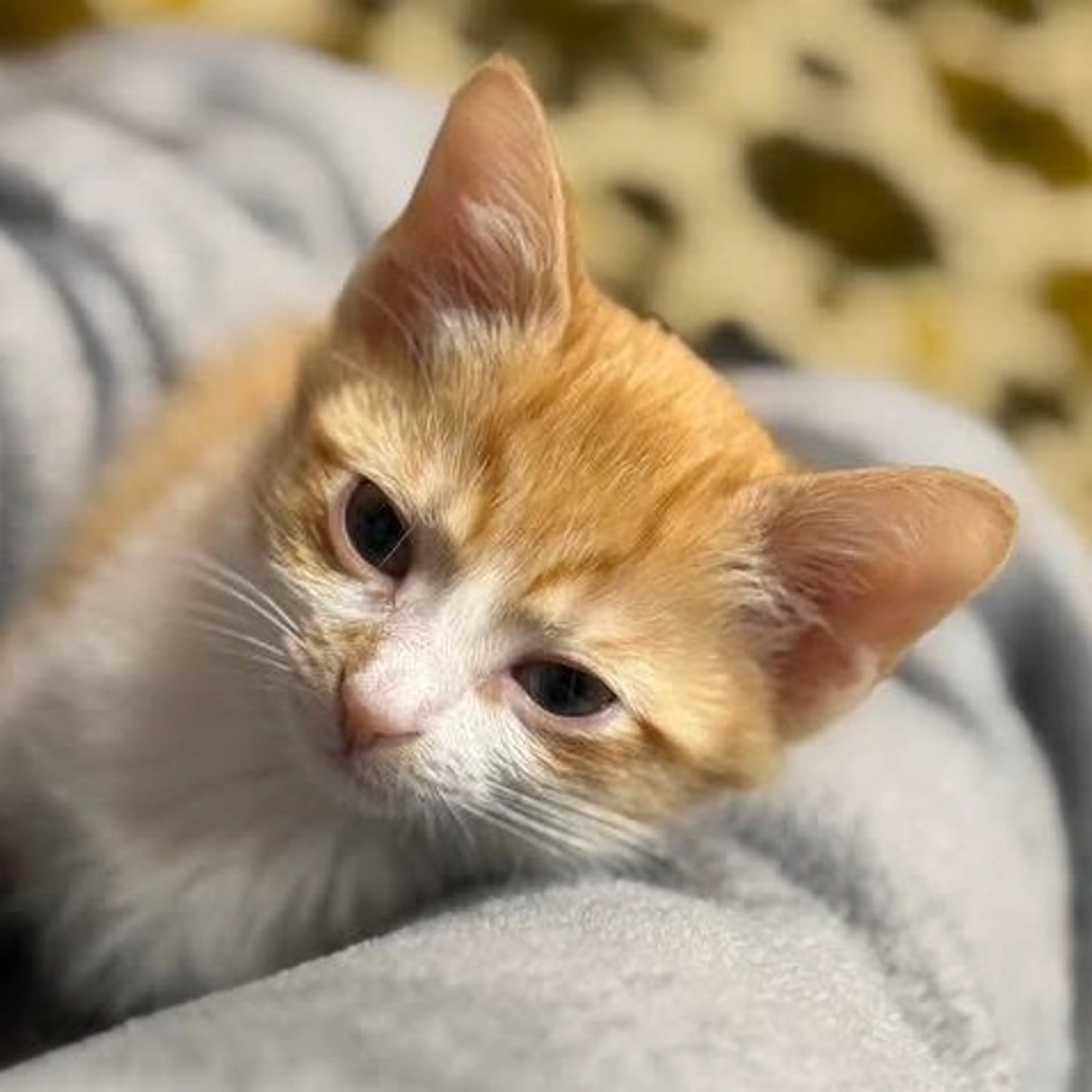Found pet-0