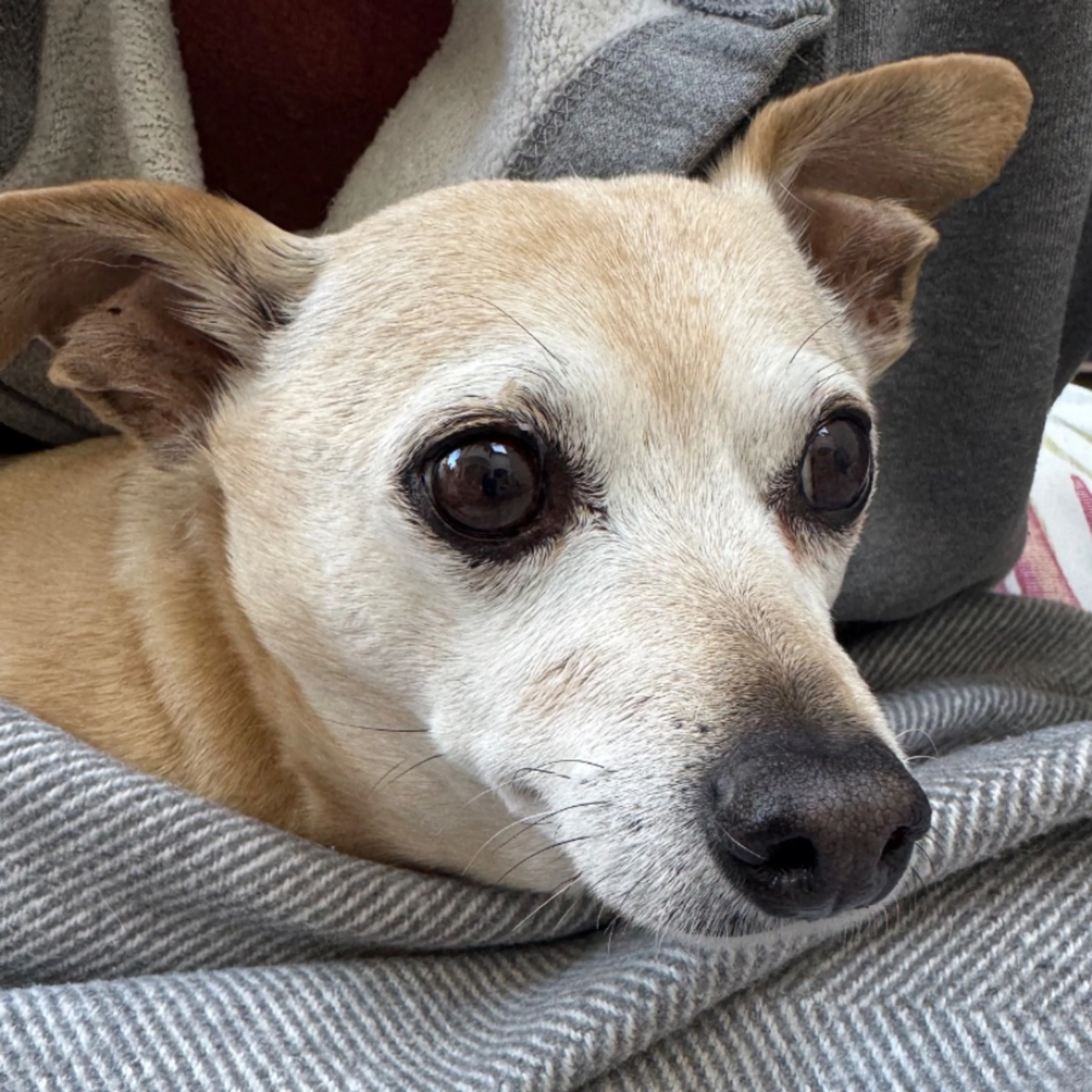 Lost pet