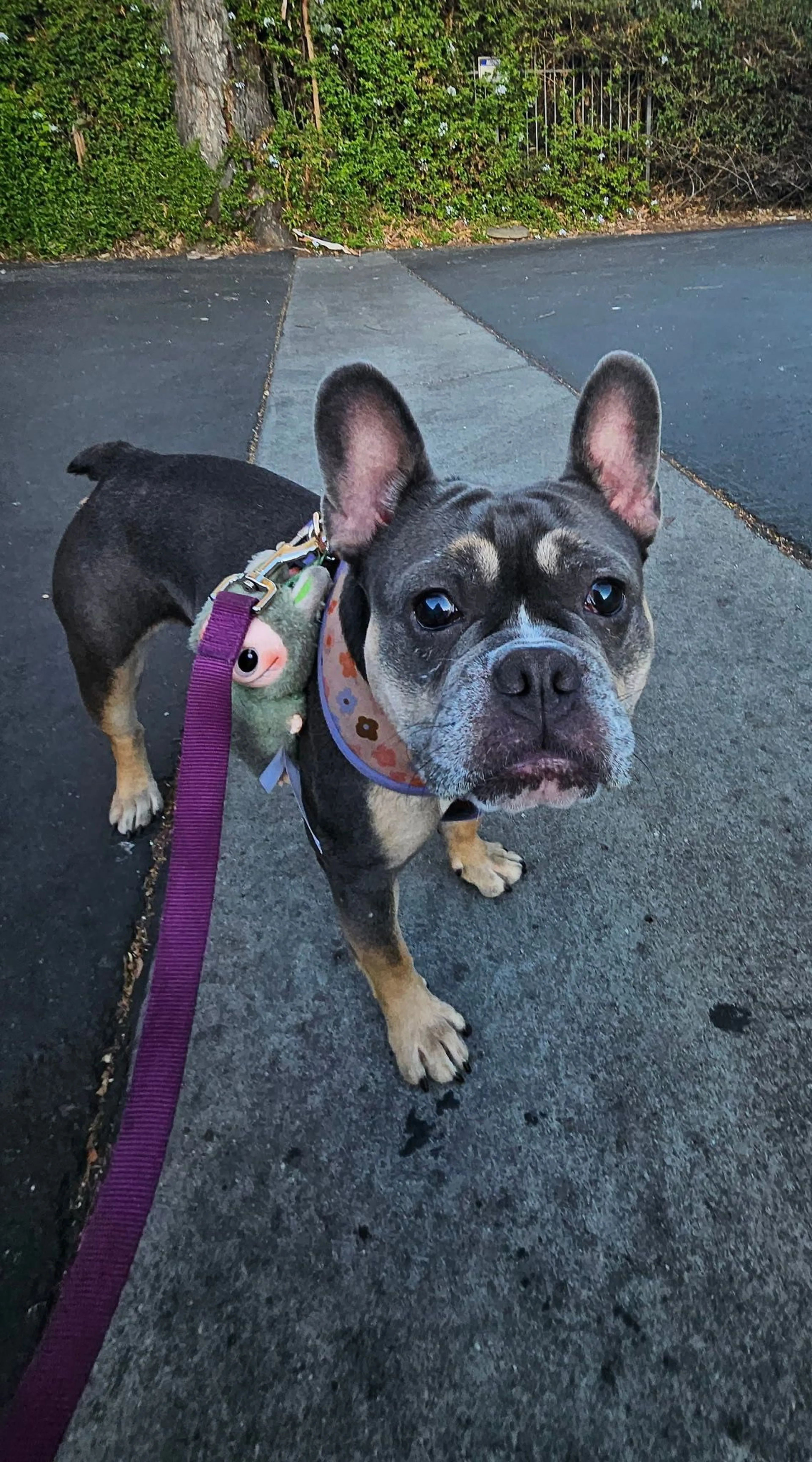 Lost pet