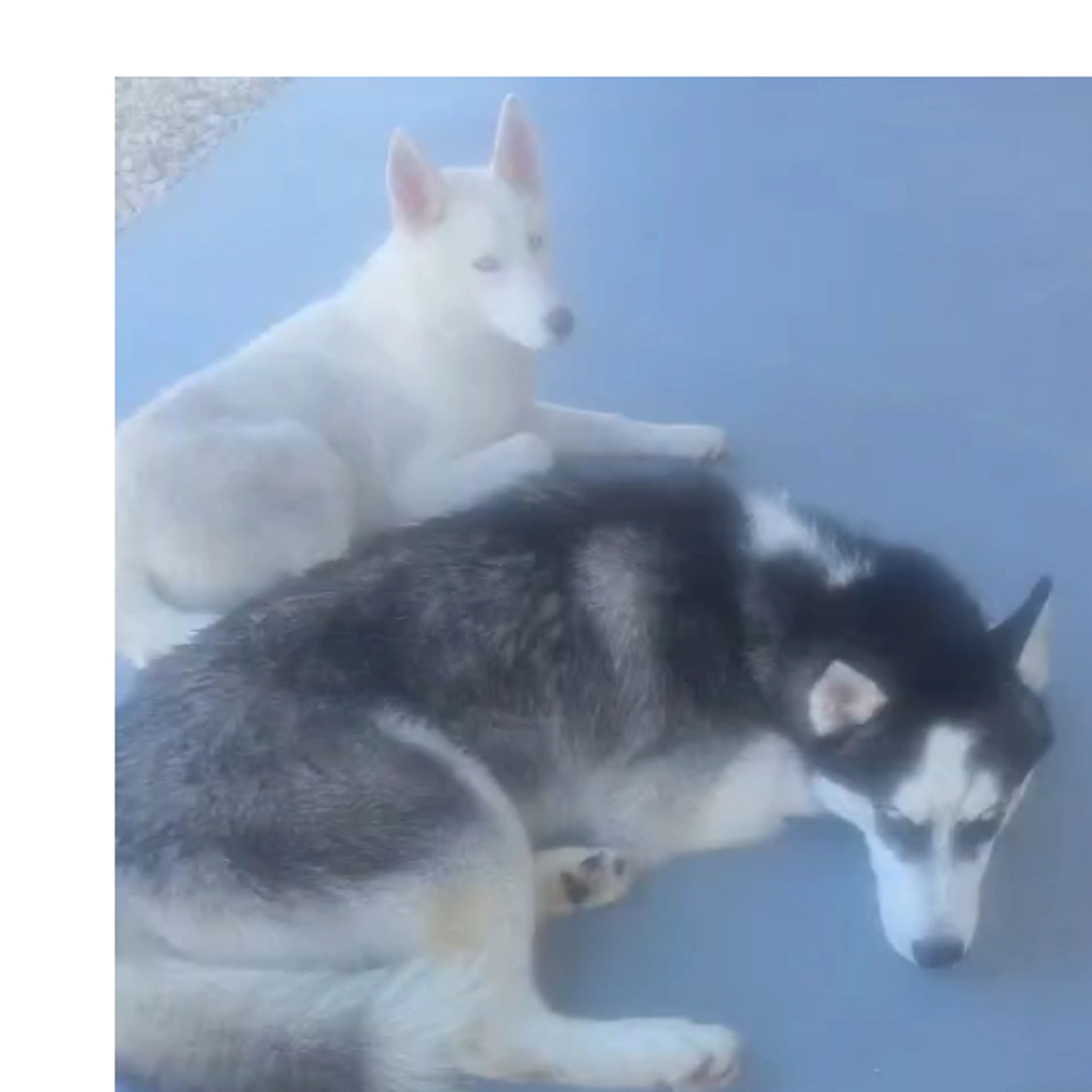 Lost pet-1