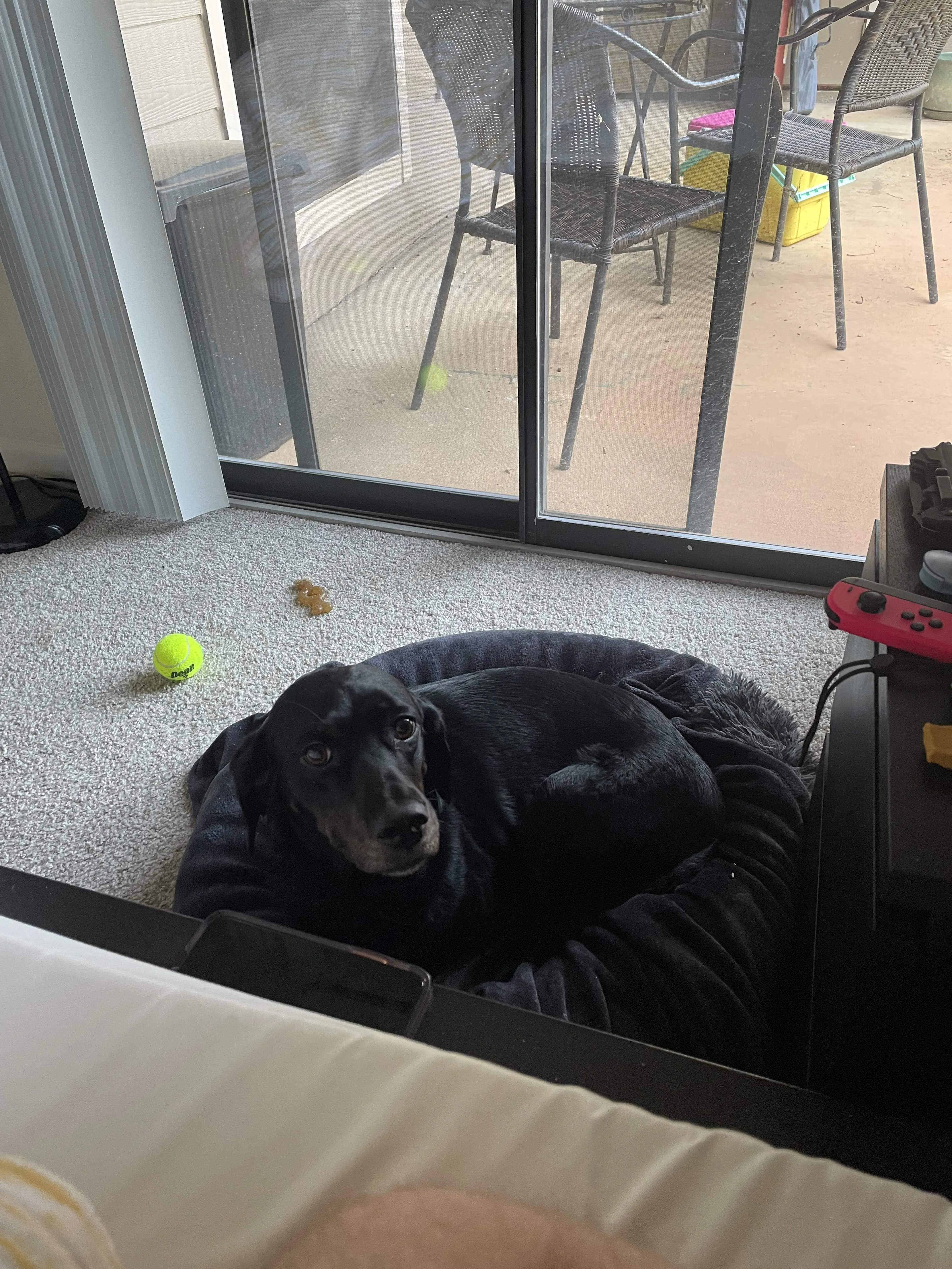 Lost pet