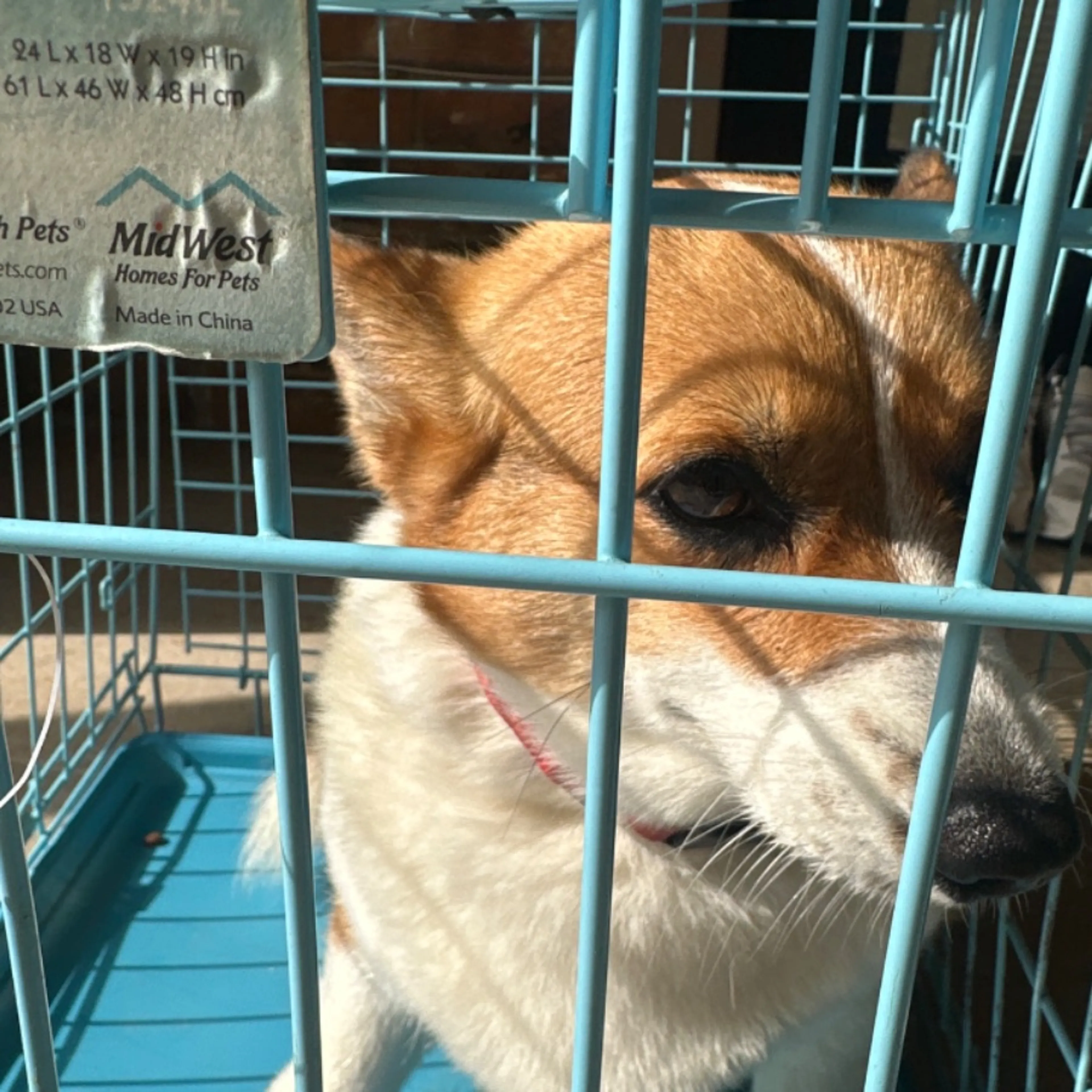 Found pet