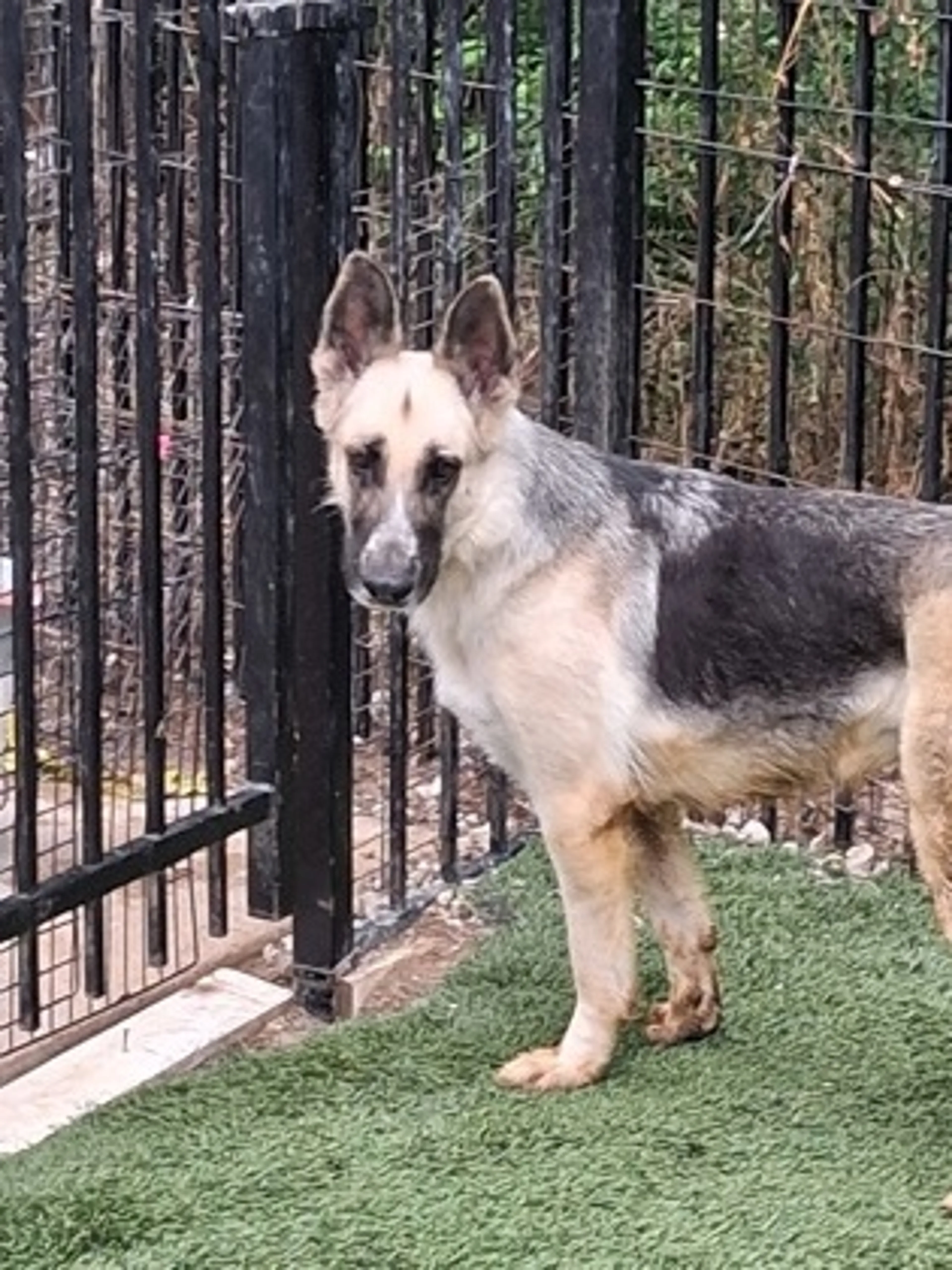 Found pet