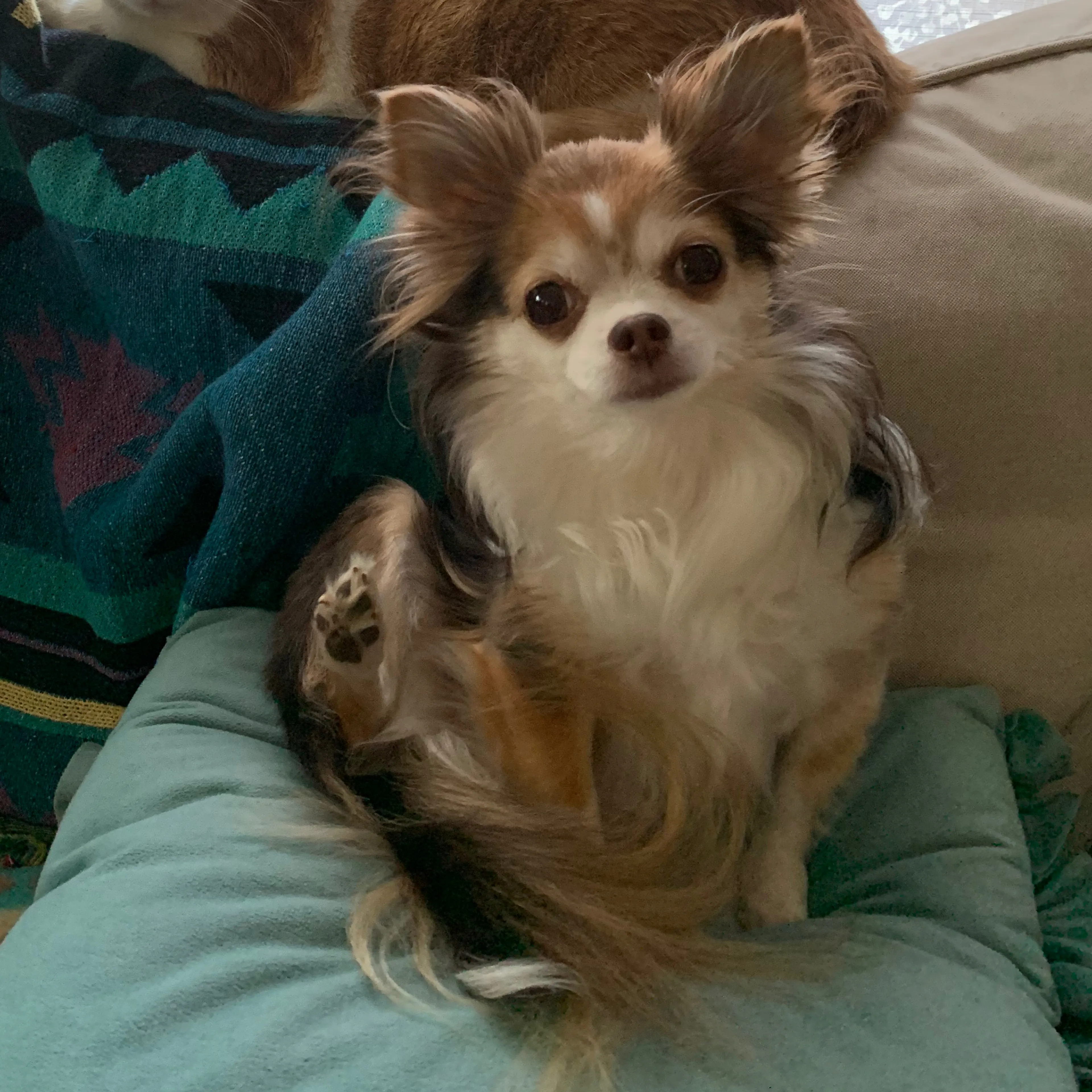 Lost pet