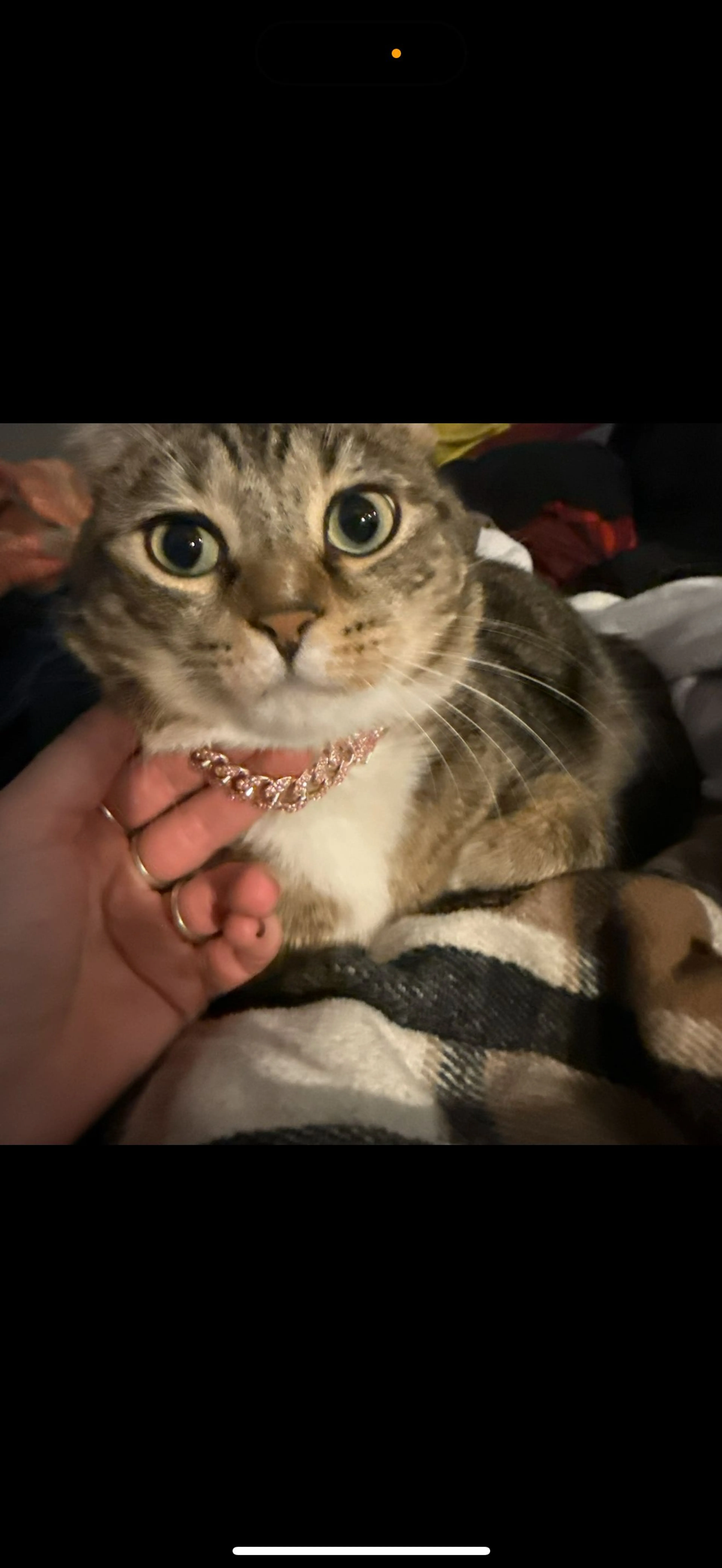 Lost pet-2