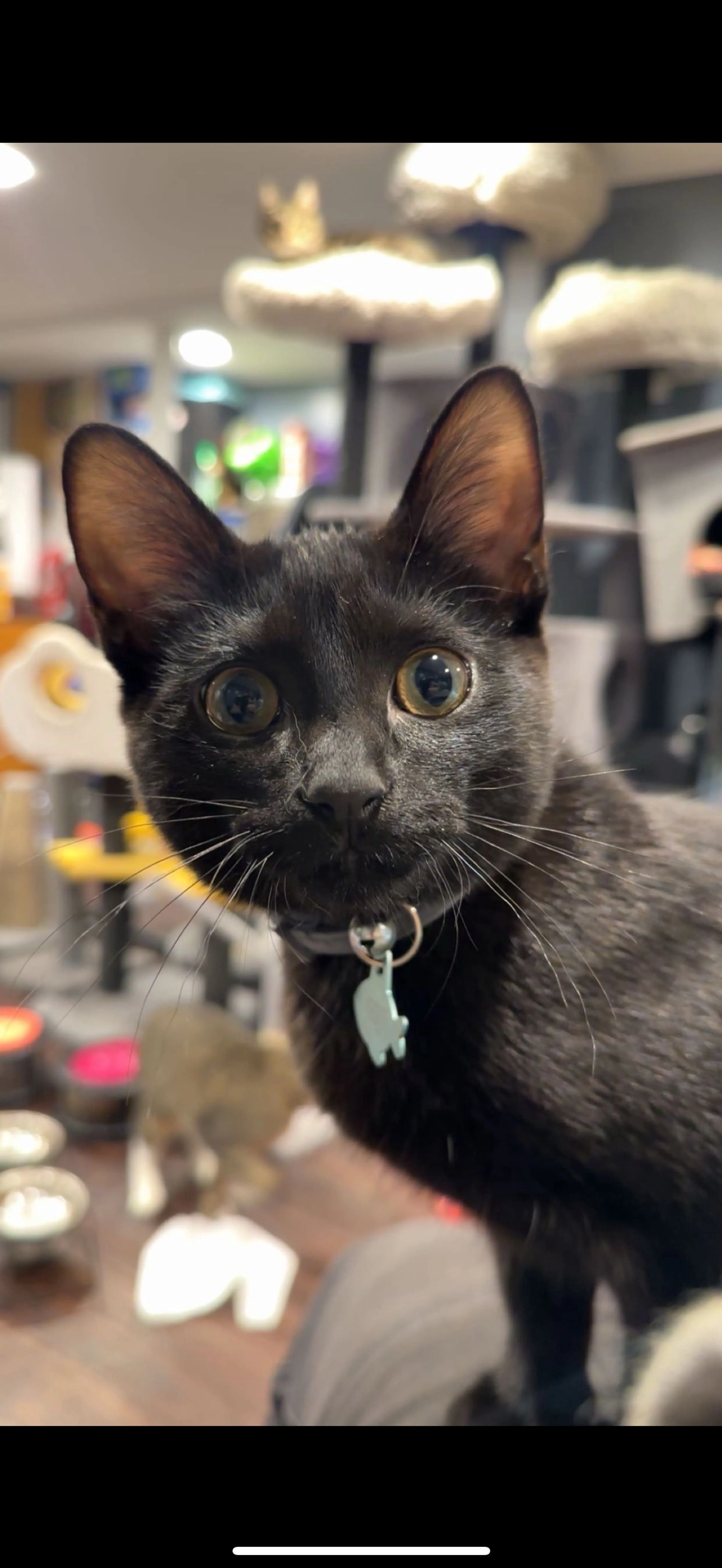 Lost pet-1