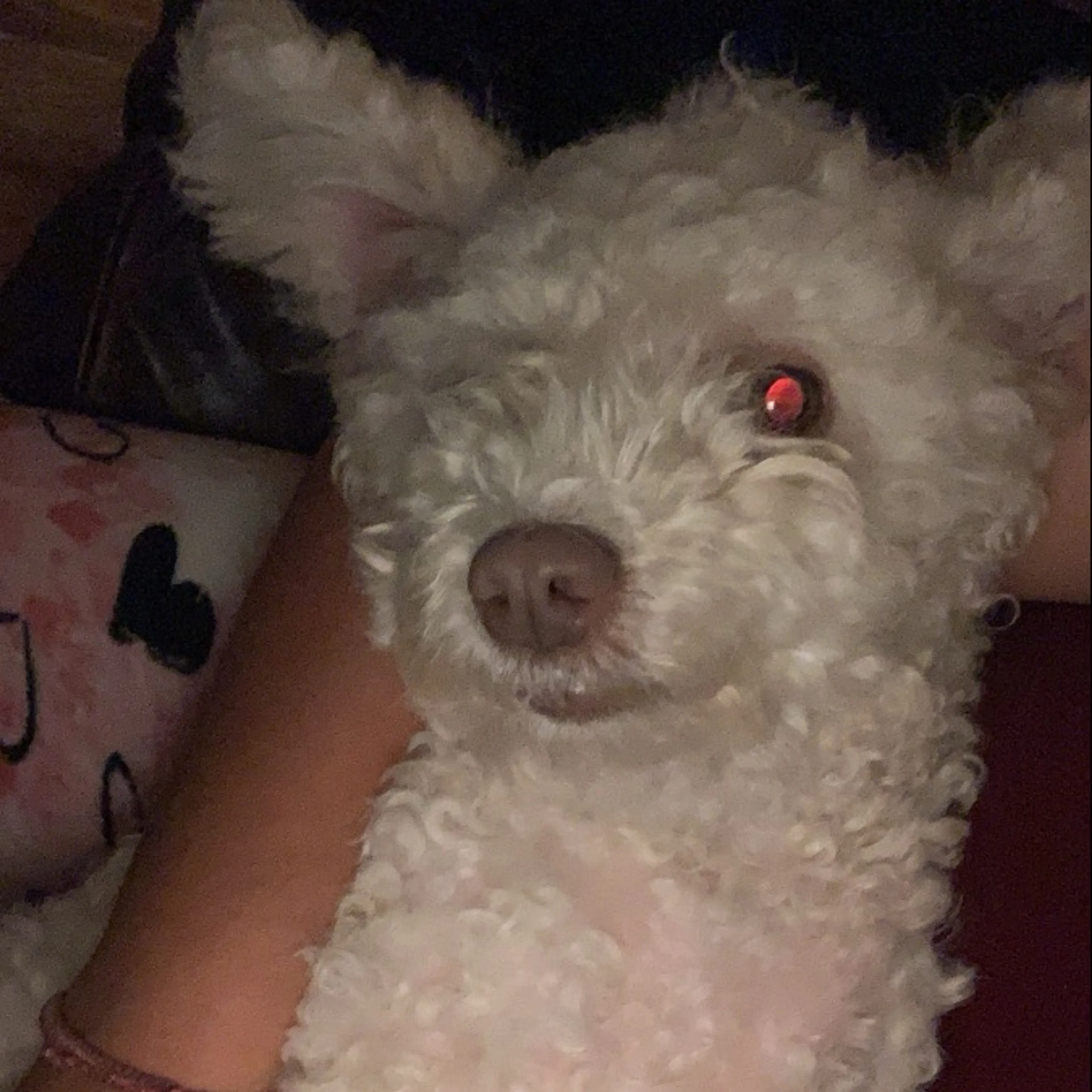 Lost pet