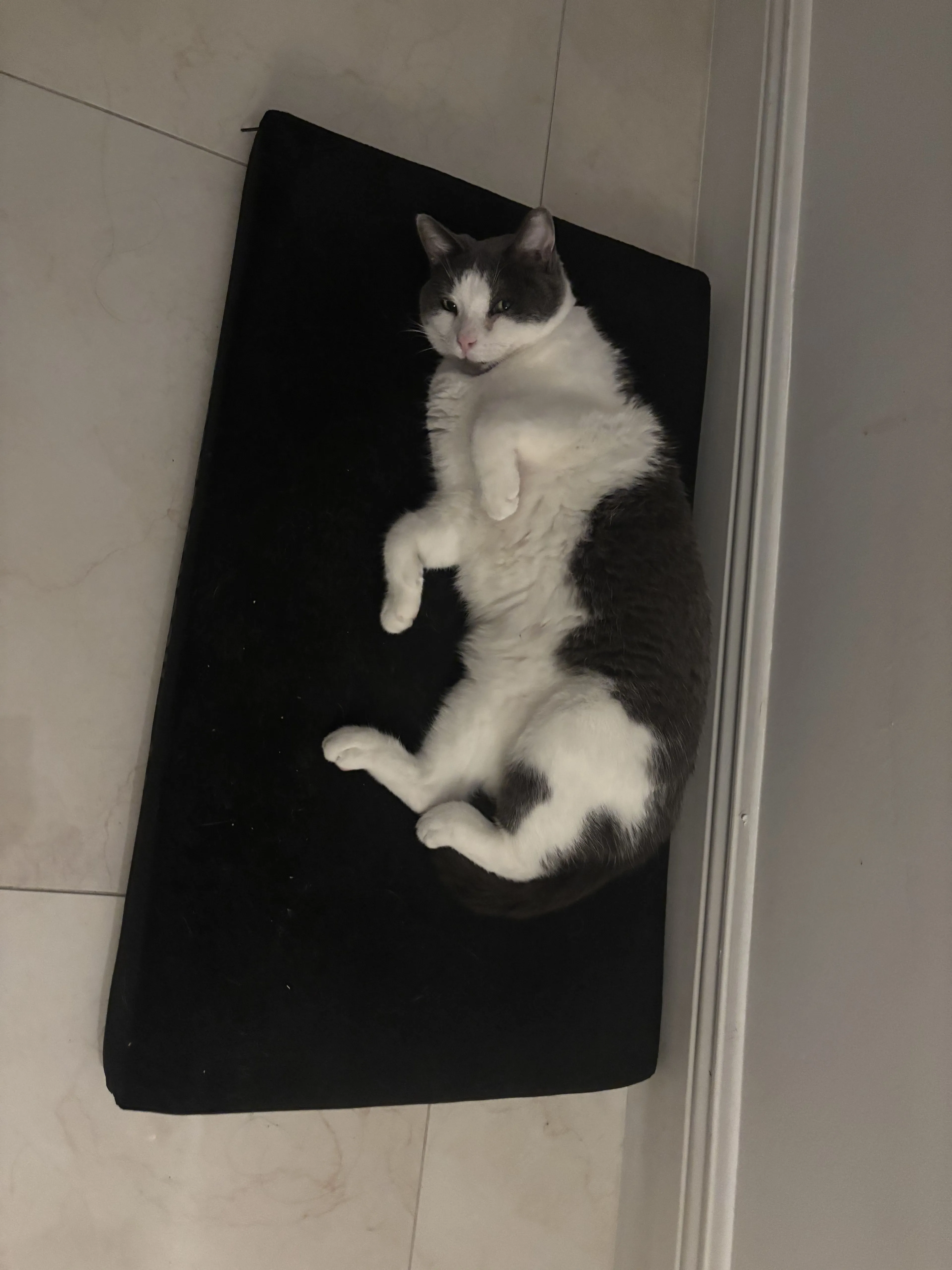 Lost pet-0