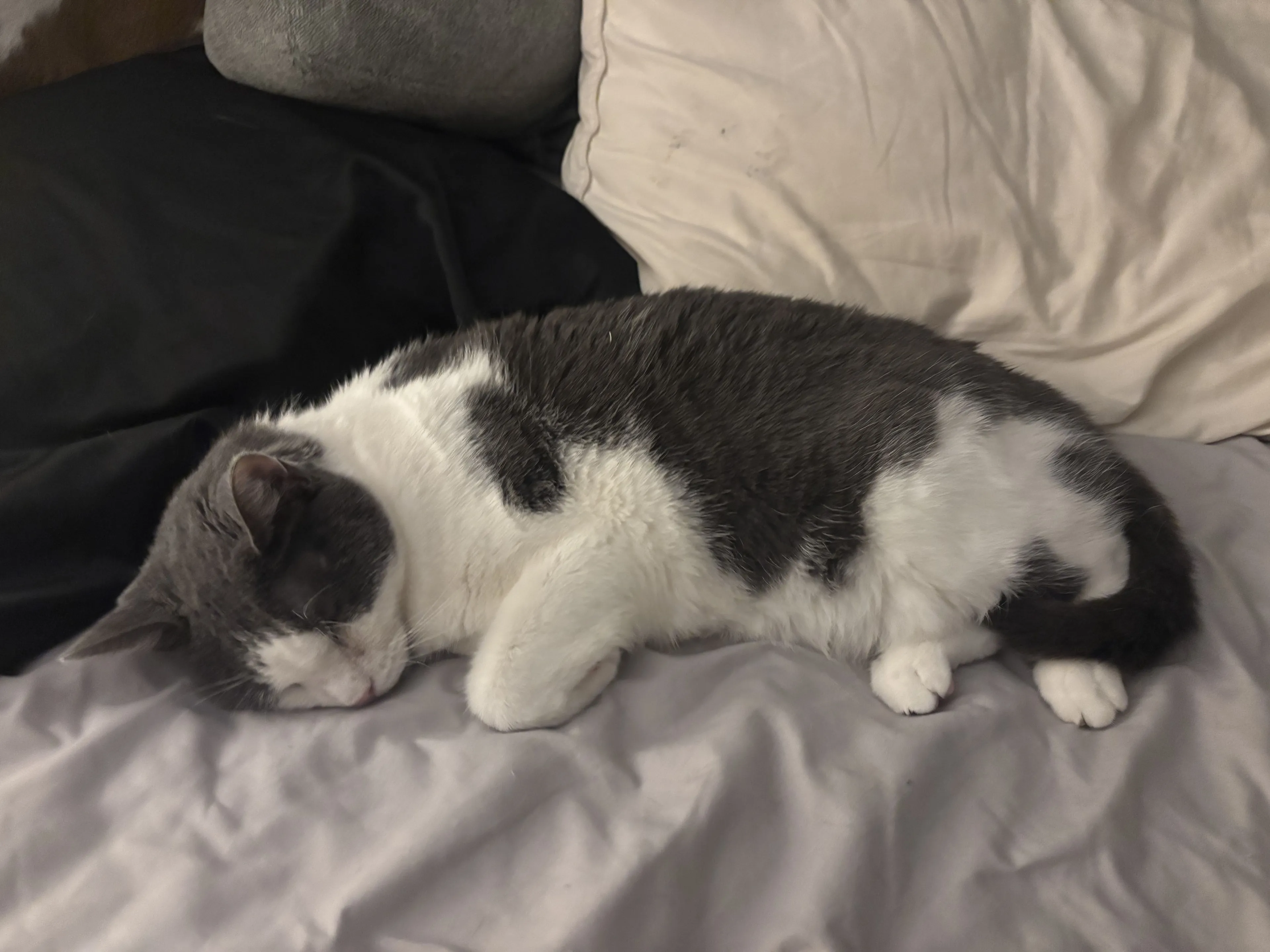 Lost pet-1